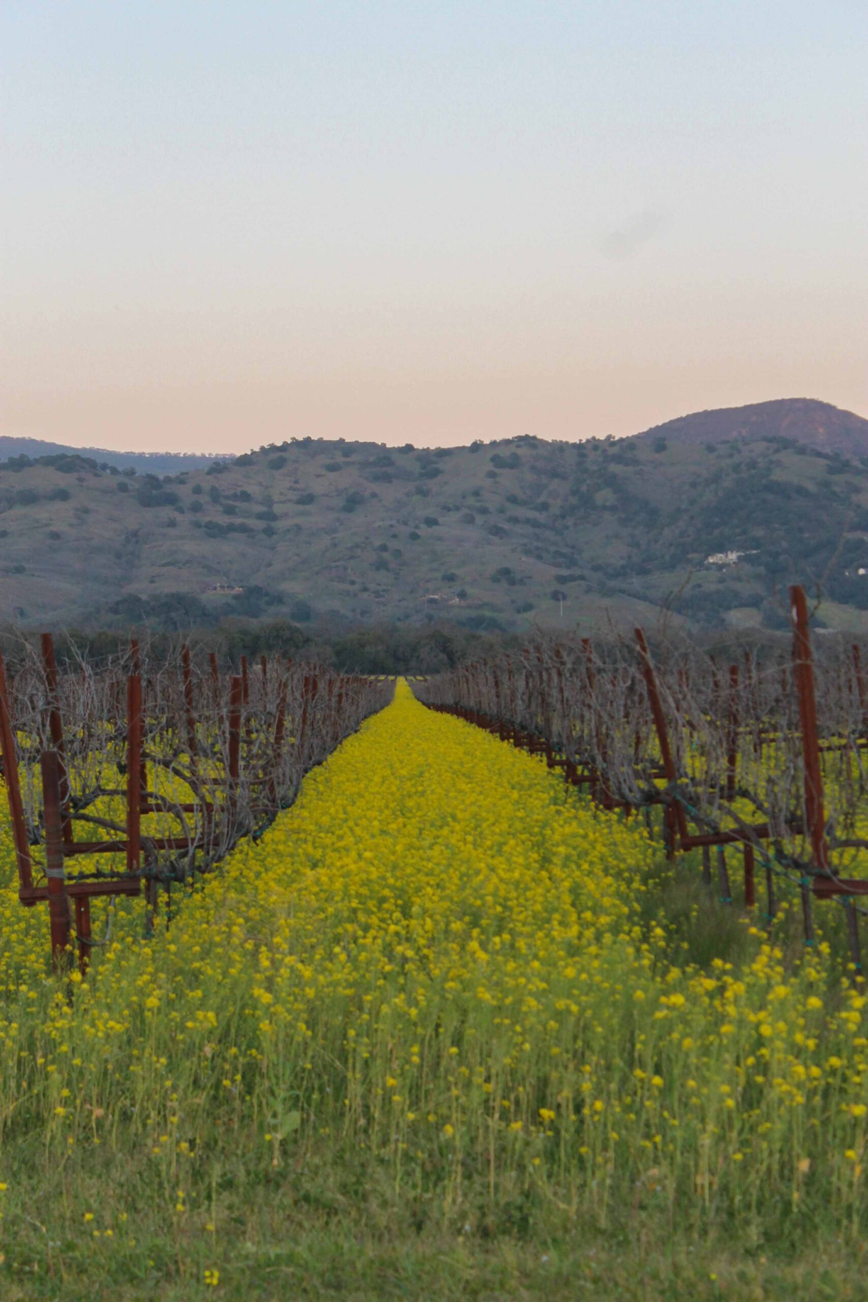 Wildflowers and a vineyard at sunset, Napa Valley