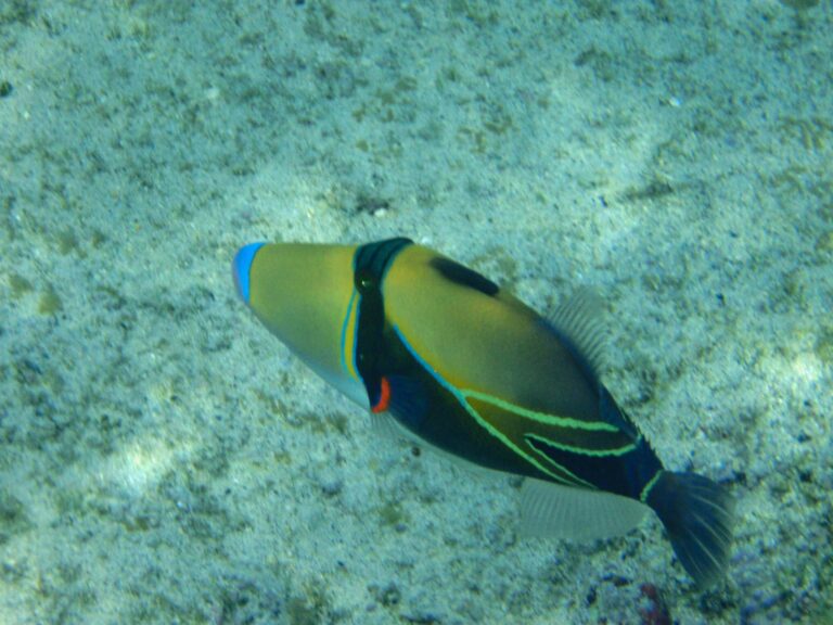 Six Things to Do on the Big Island of Hawaii Humuhumunukunukuapua'a (triggerfish), Kahuluu Beach Park, Big Island of Hawaii