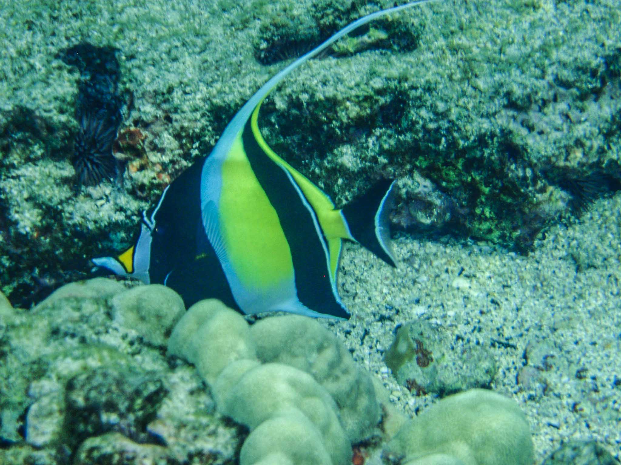 Kihi kihi (moorish idol), Kahuluu Beach Park, Big Island of Hawaii