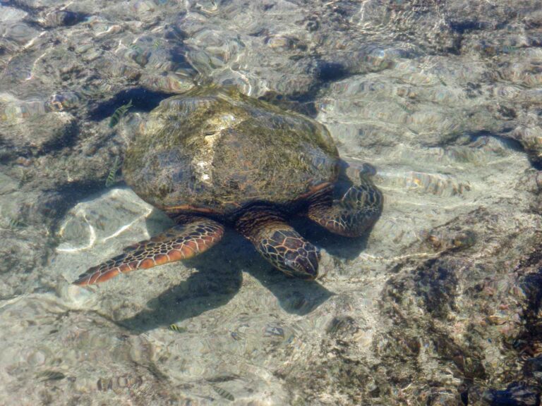 Six Things to Do on the Big Island of Hawaii Sea turtle, Kahuluu Beach Park, Big Island of Hawaii