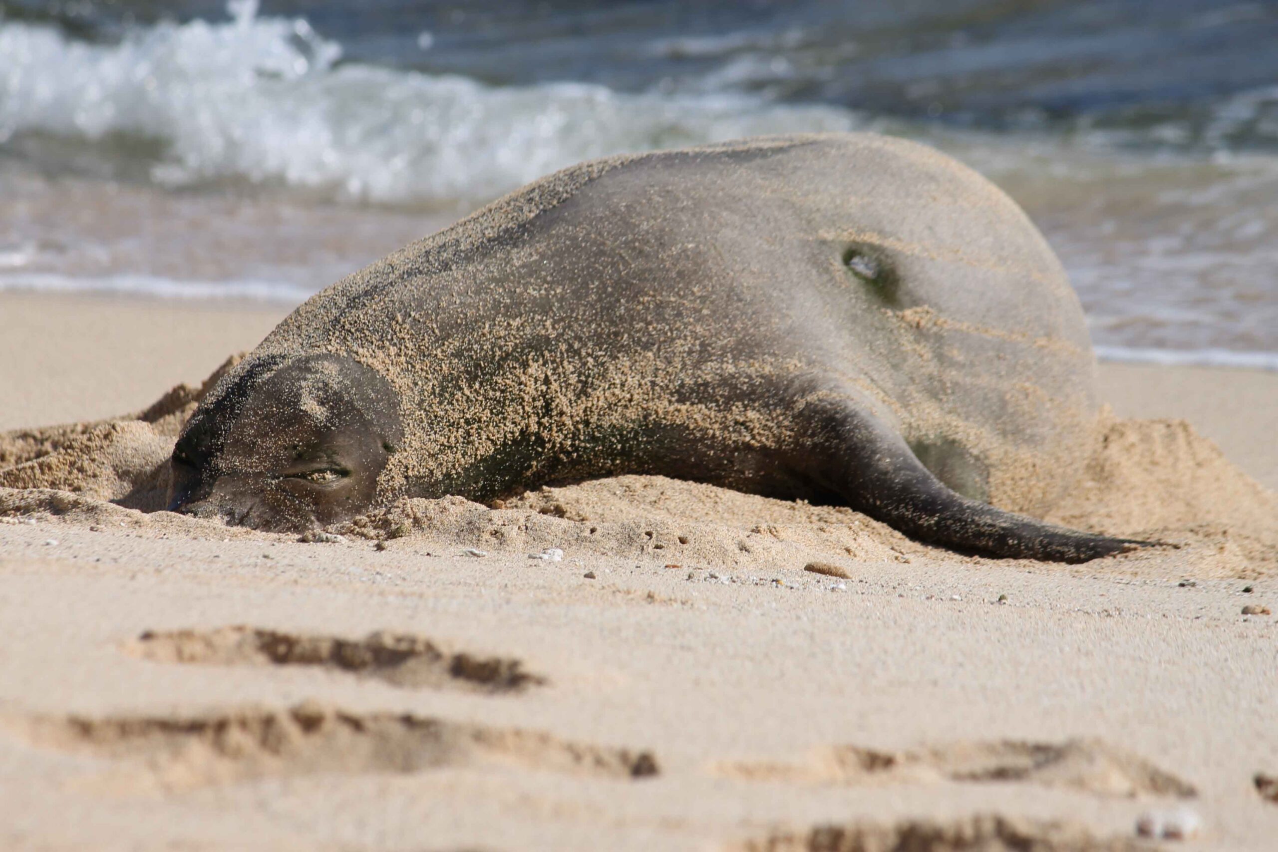 An endangered Hawaiian monk seal on Shipwreck Beach near Poipu, Kauai
