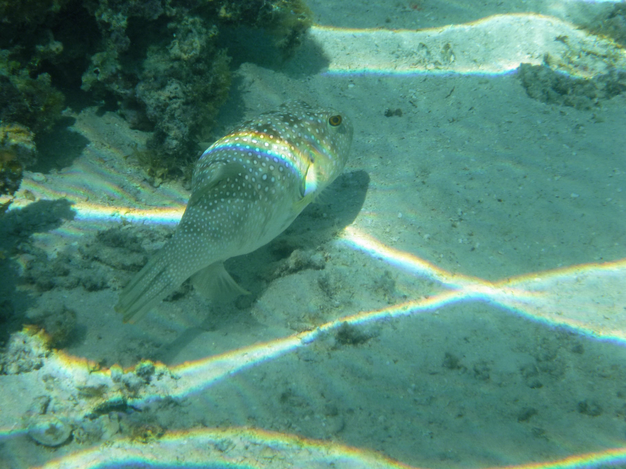 A pufferfish in Moorea