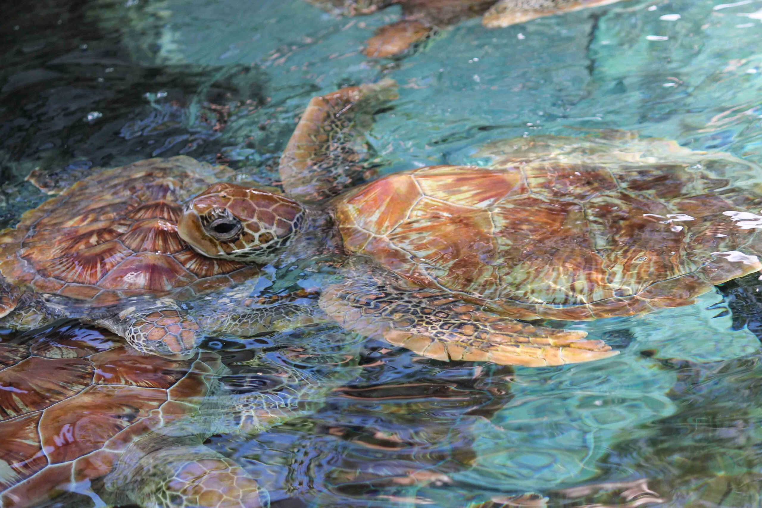 Sea turtles at the Bora Bora Turtle Center in the Le Meridien resort