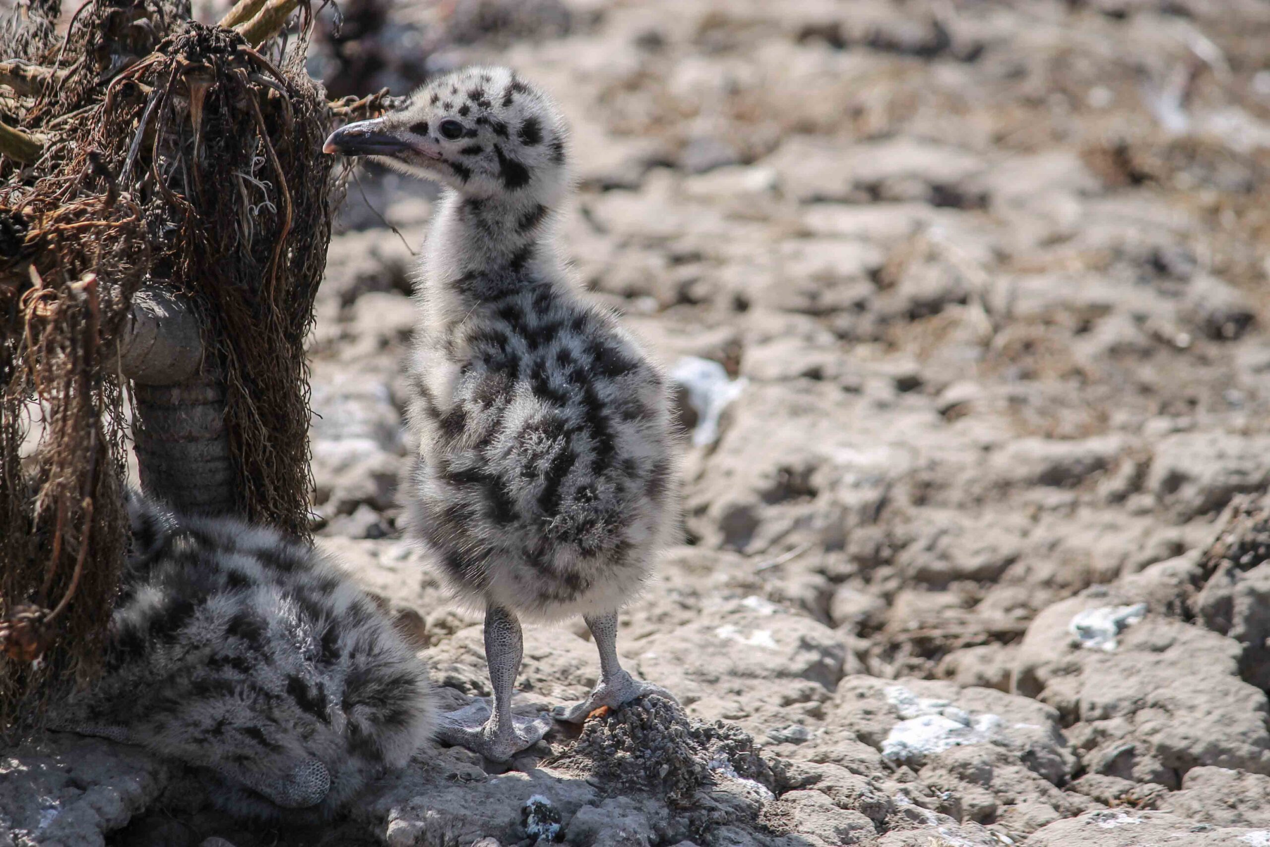 Baby seagull chick in the Channel Islands National Park