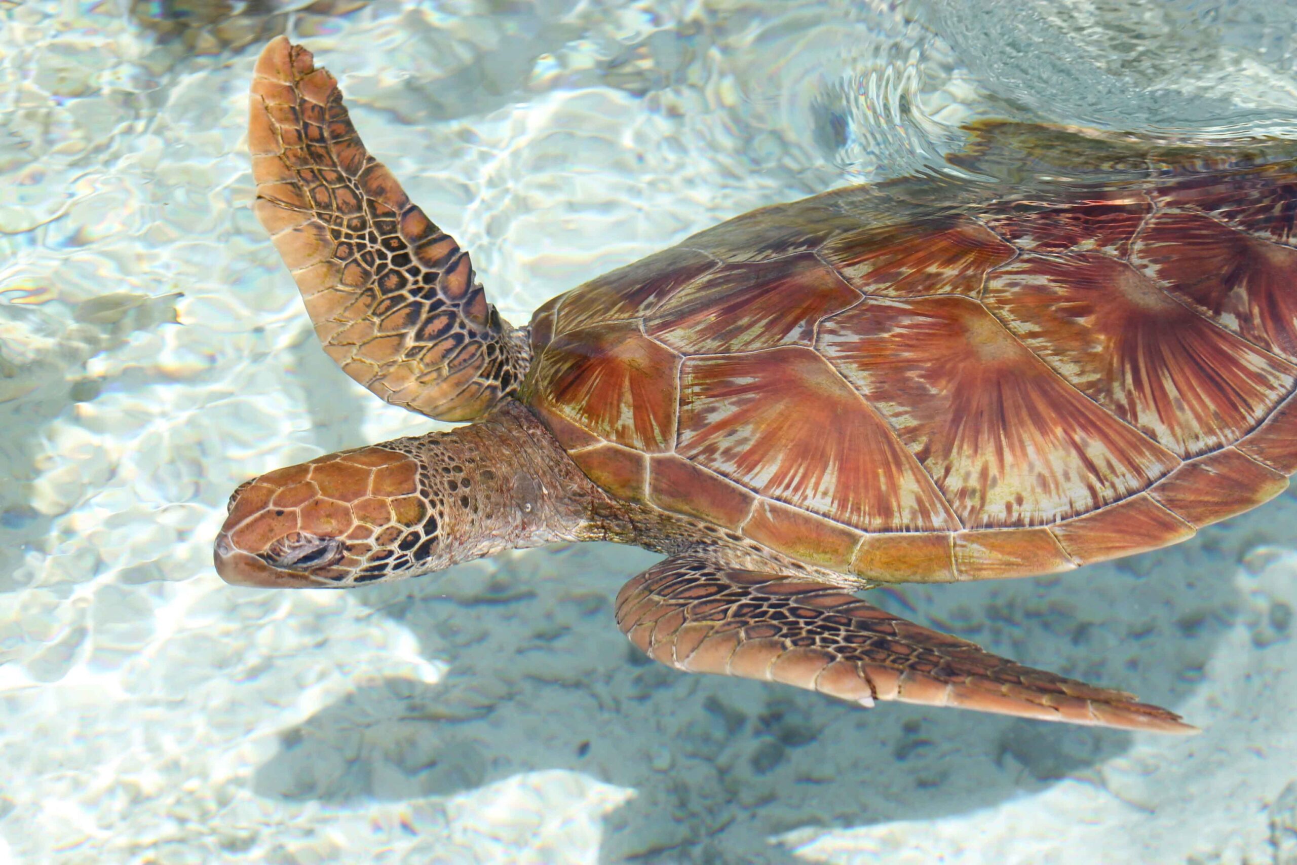 A sea turtle at the Eco Turtle Center onsite at the Westin Bora Bora and free for guests to visit