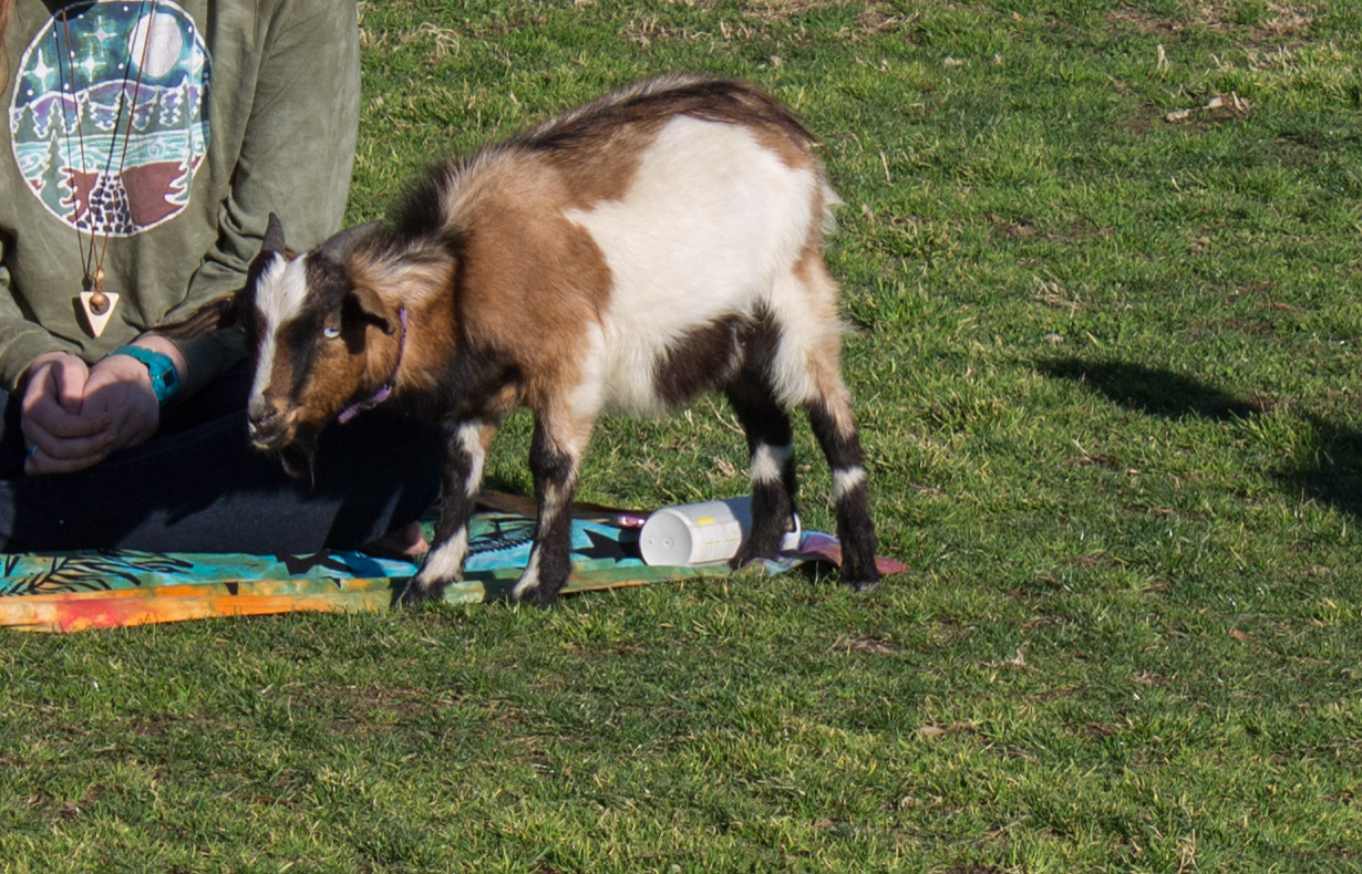 Baby goat in Centennial Park in Nashville