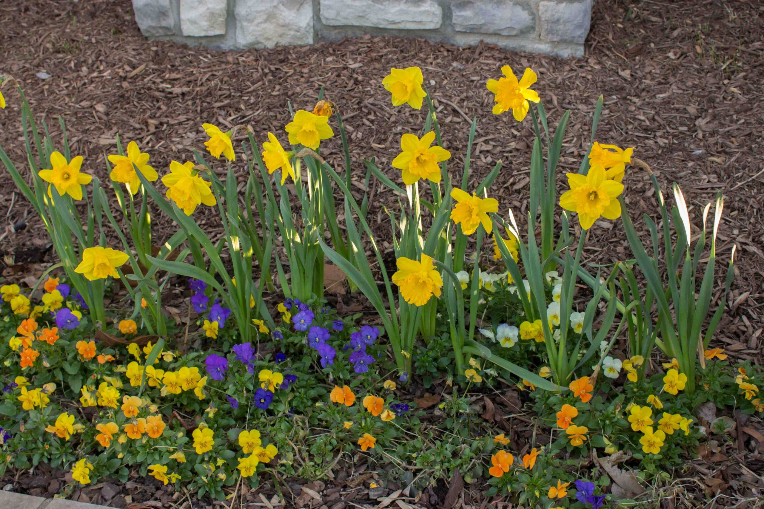 Daffodils and other spring flowers in Nashville