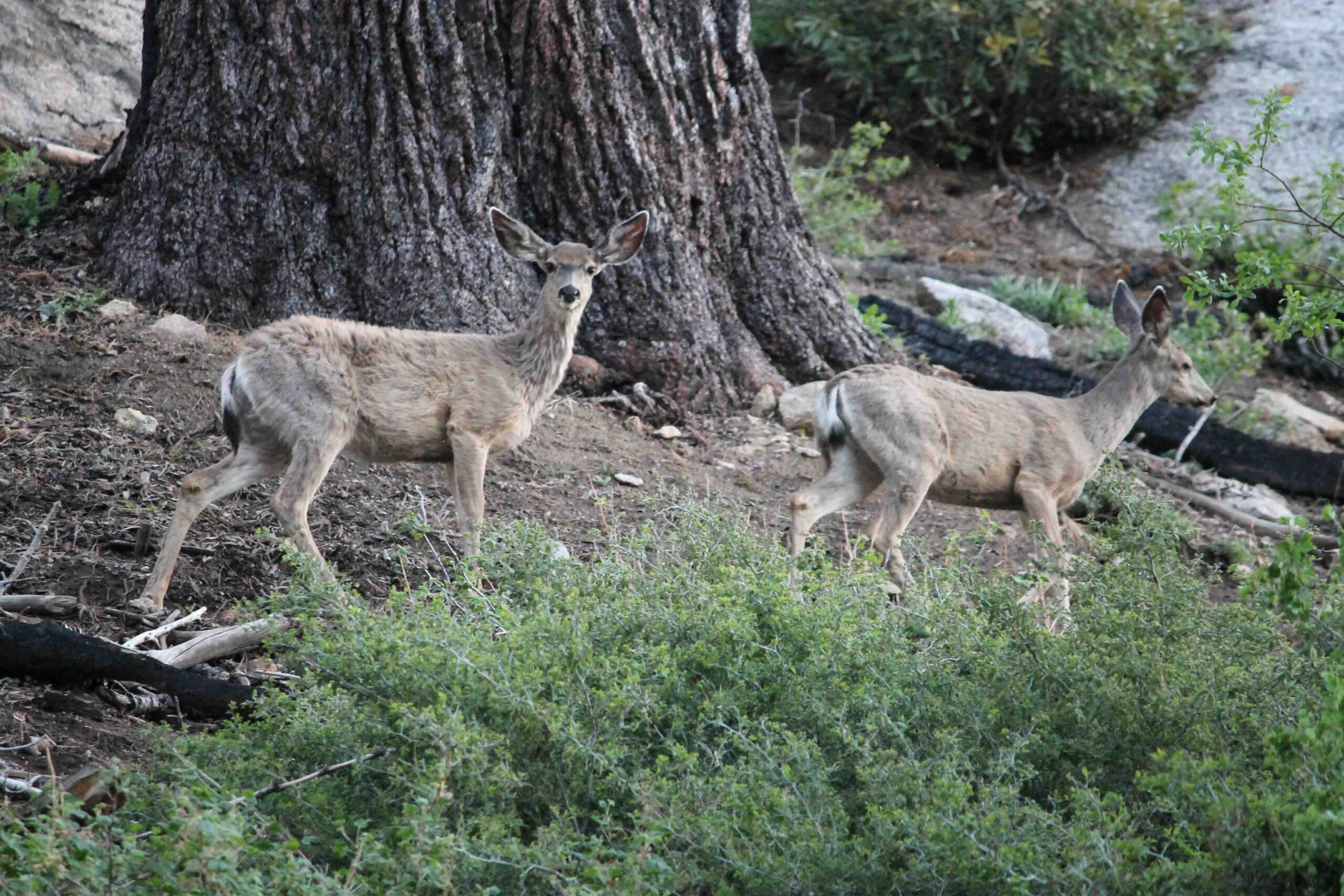 Deer in Kings Canyon National Park