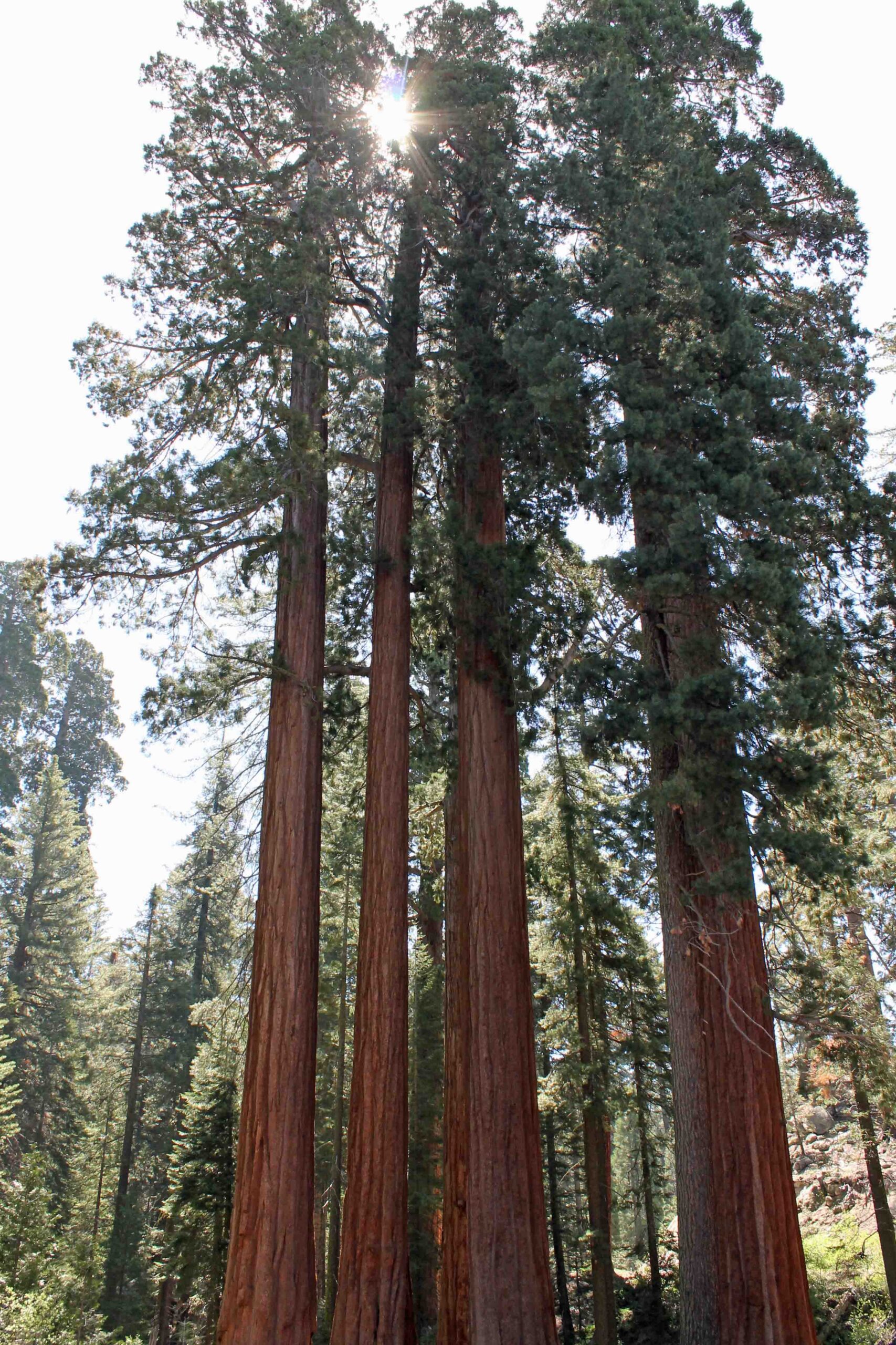 Redwood trees in Sequoia National Park