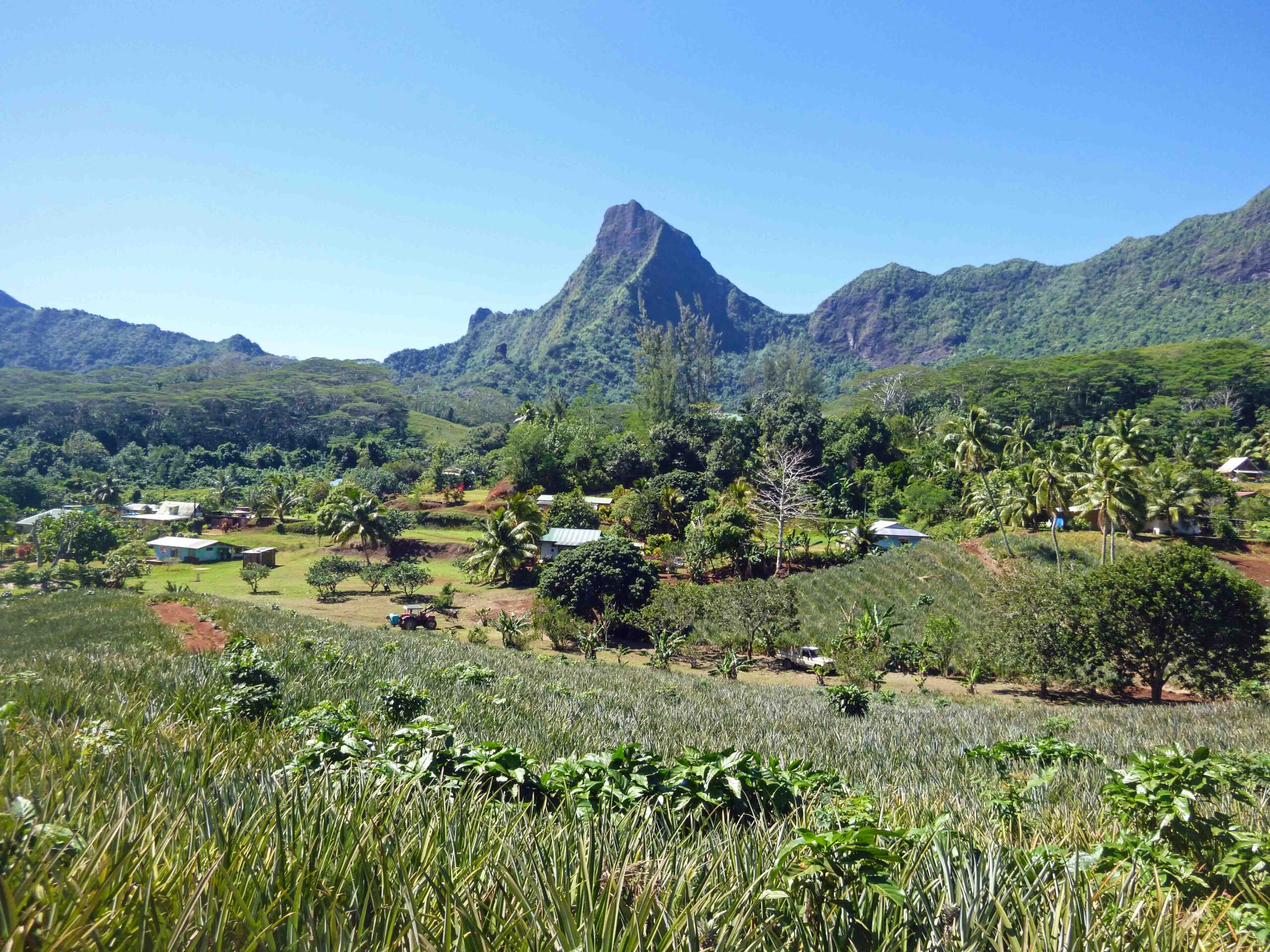 A pineapple farm in Mo'orea that we visited on our jeep tour