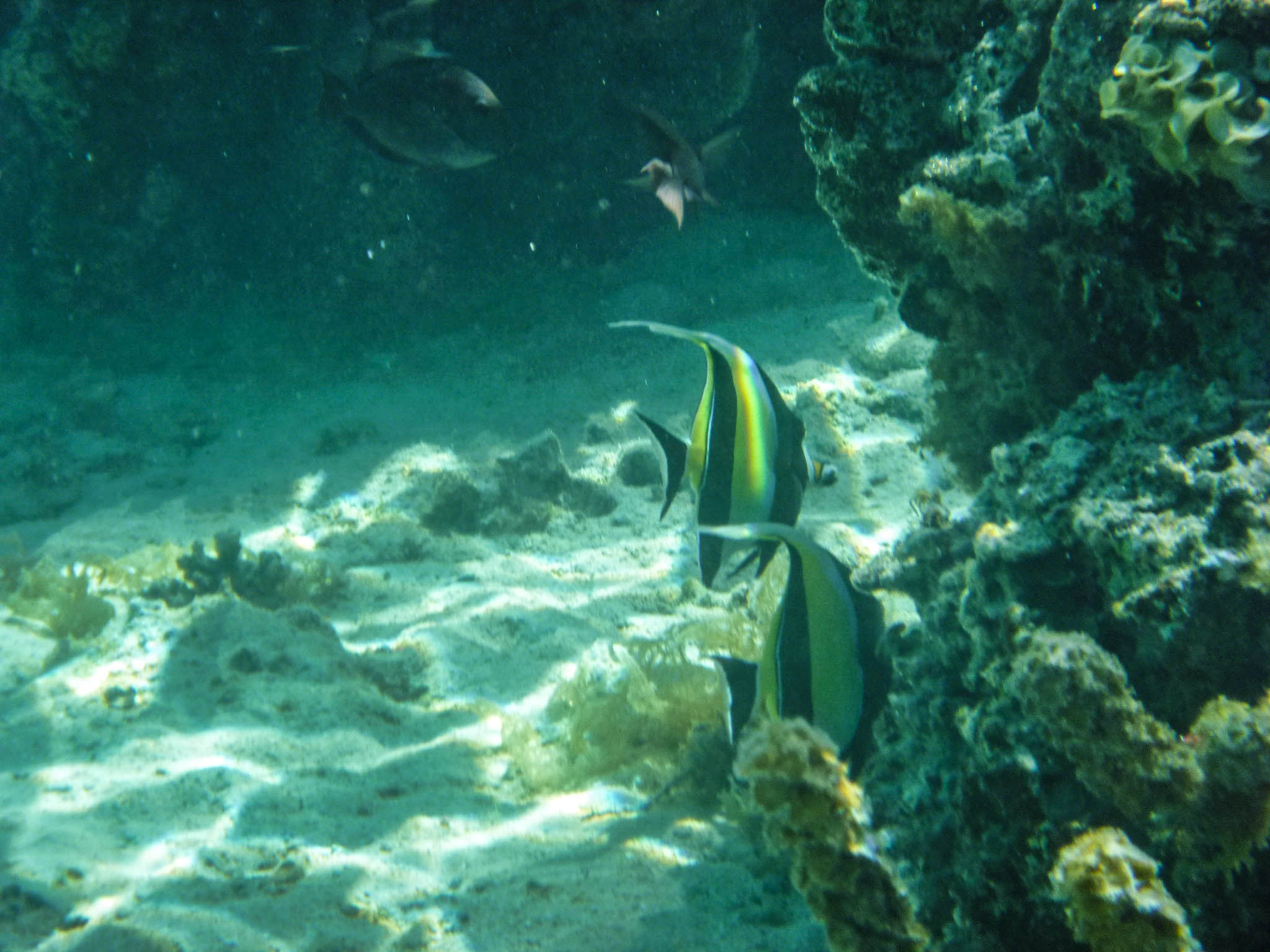 Moorish idols seen while snorkeling in Moorea