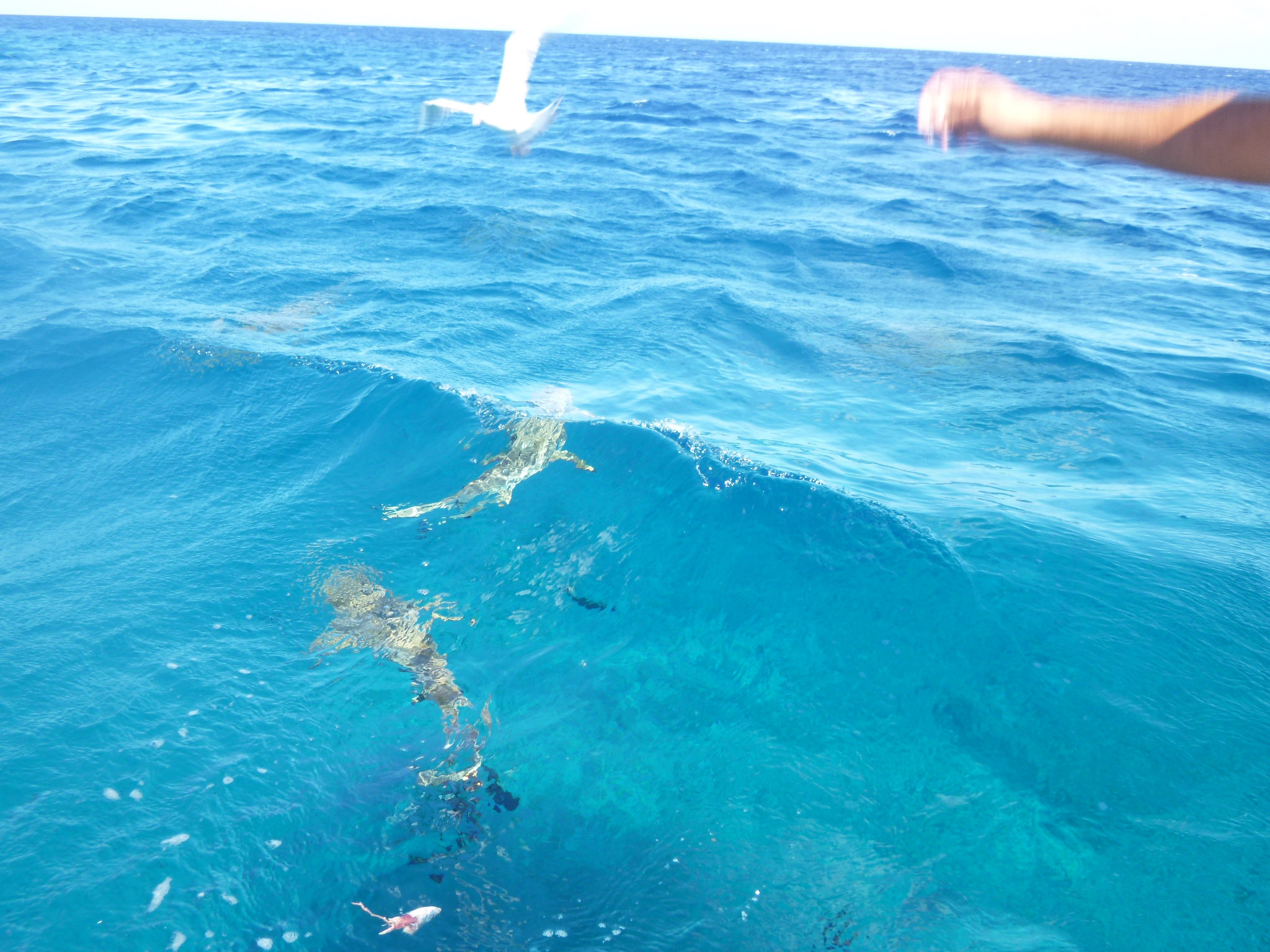 Sharks in the water visible from our boat