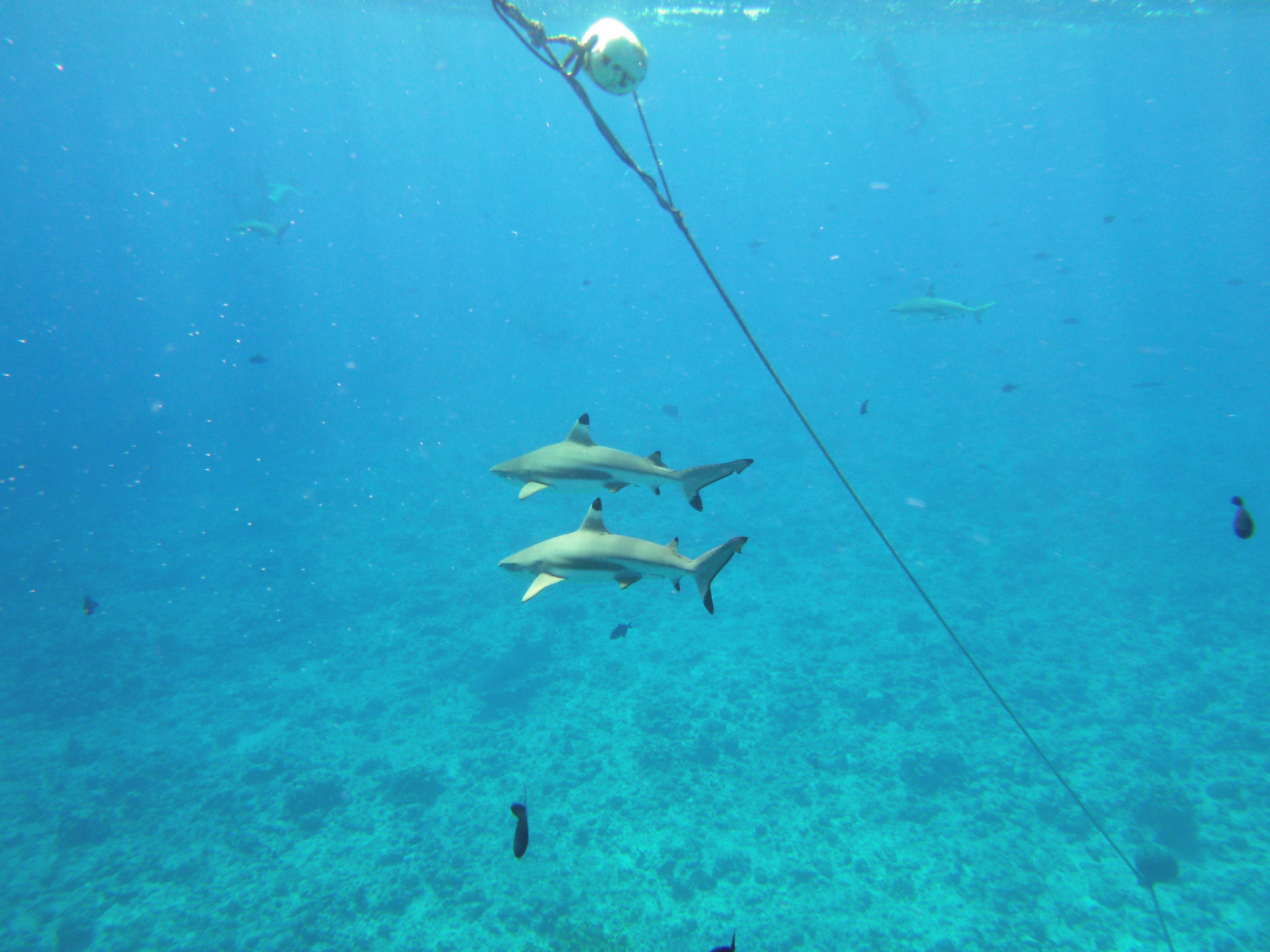 Black tip reef sharks in Bora Bora
