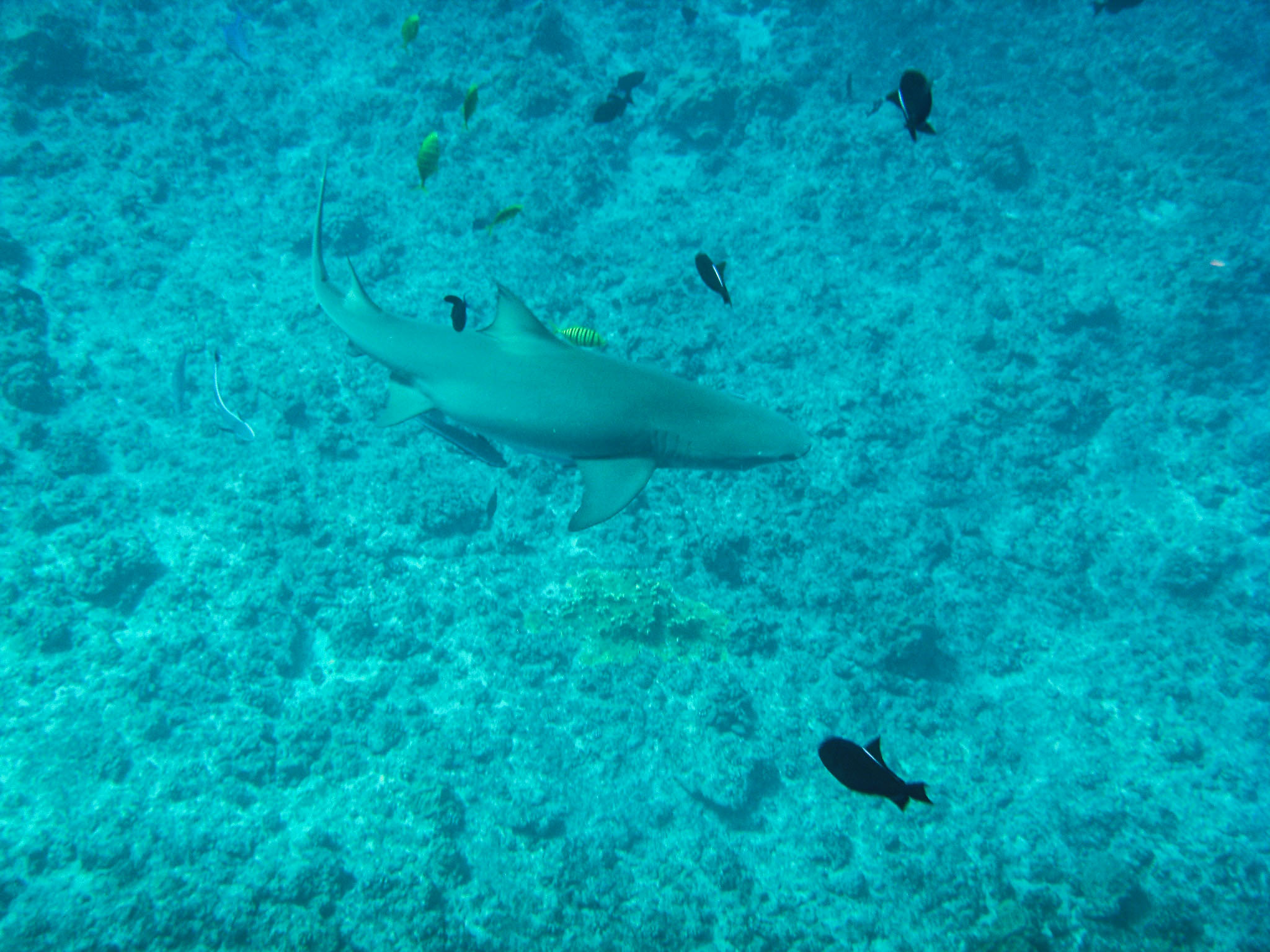 A lemon shark in Bora Bora