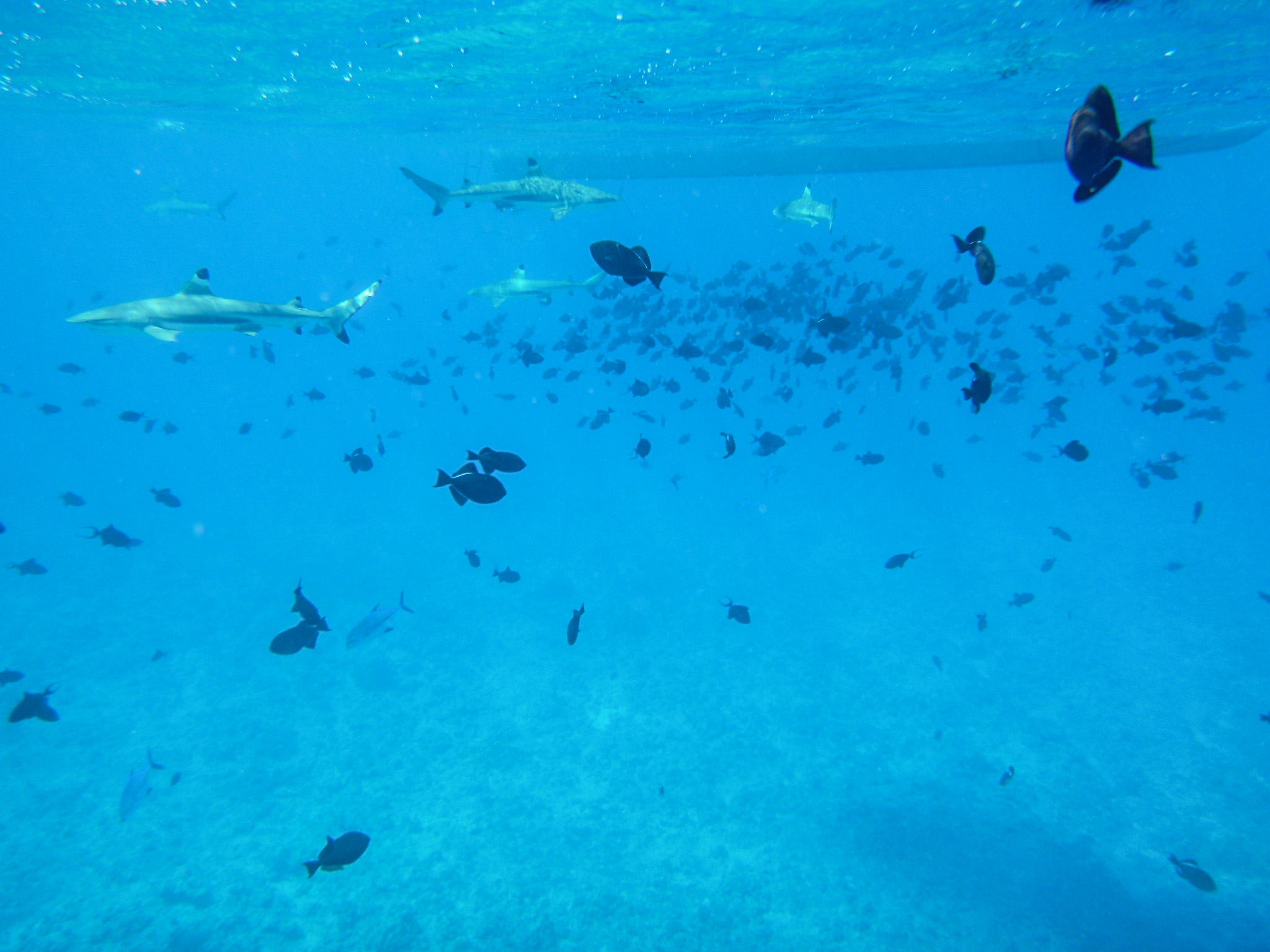 Snorkeling with reef sharks in Bora Bora with fish in the foreground