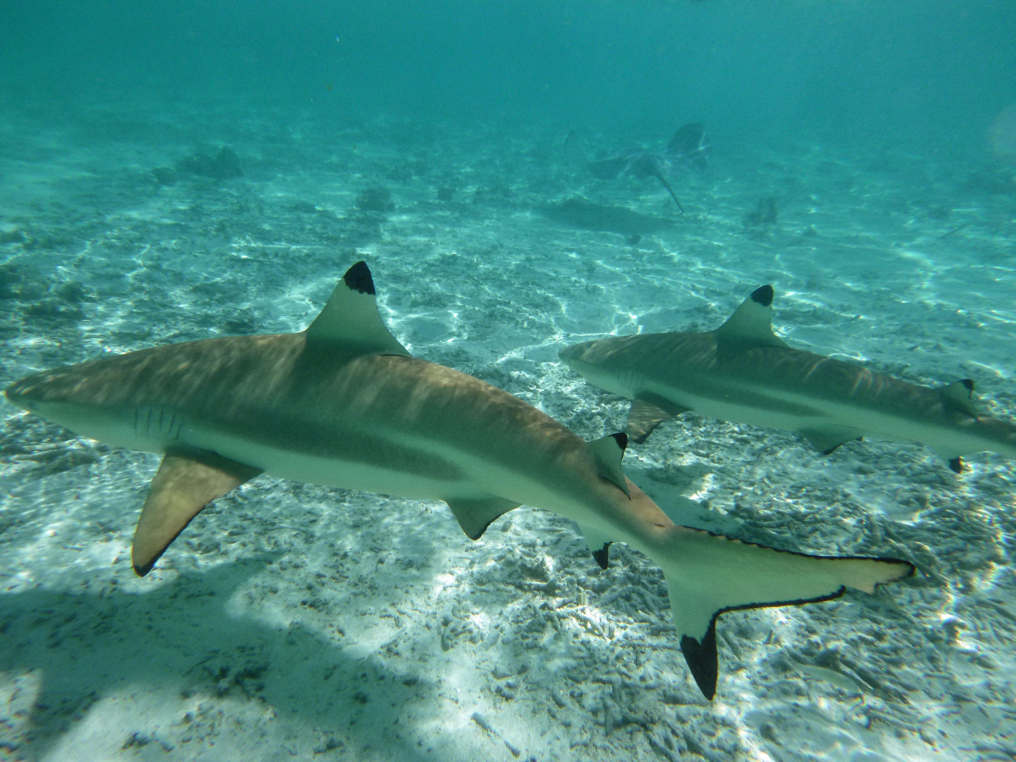 Snorkeling with sharks and stingrays in Bora Bora