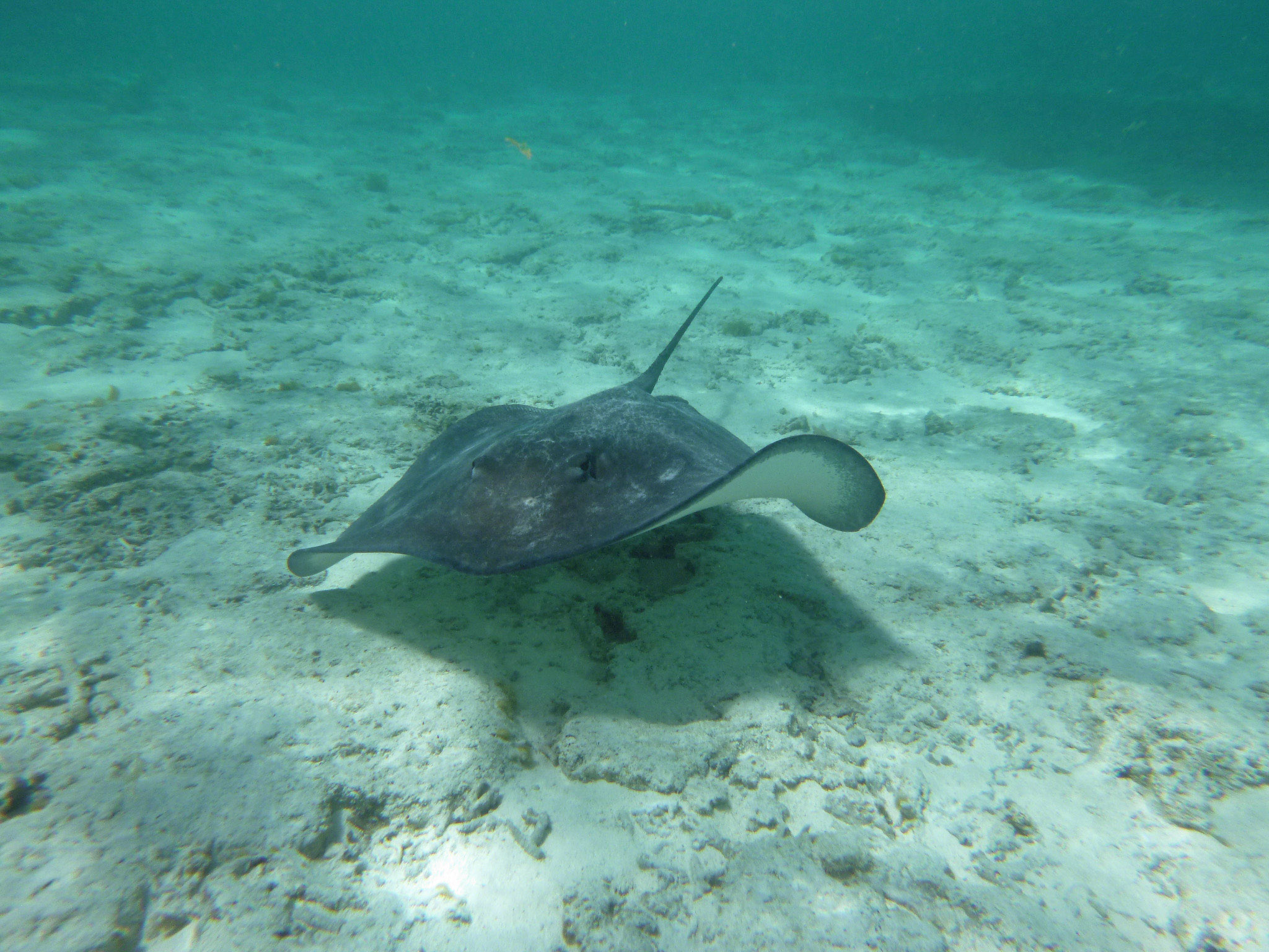 Stingray swimming in Bora Bora