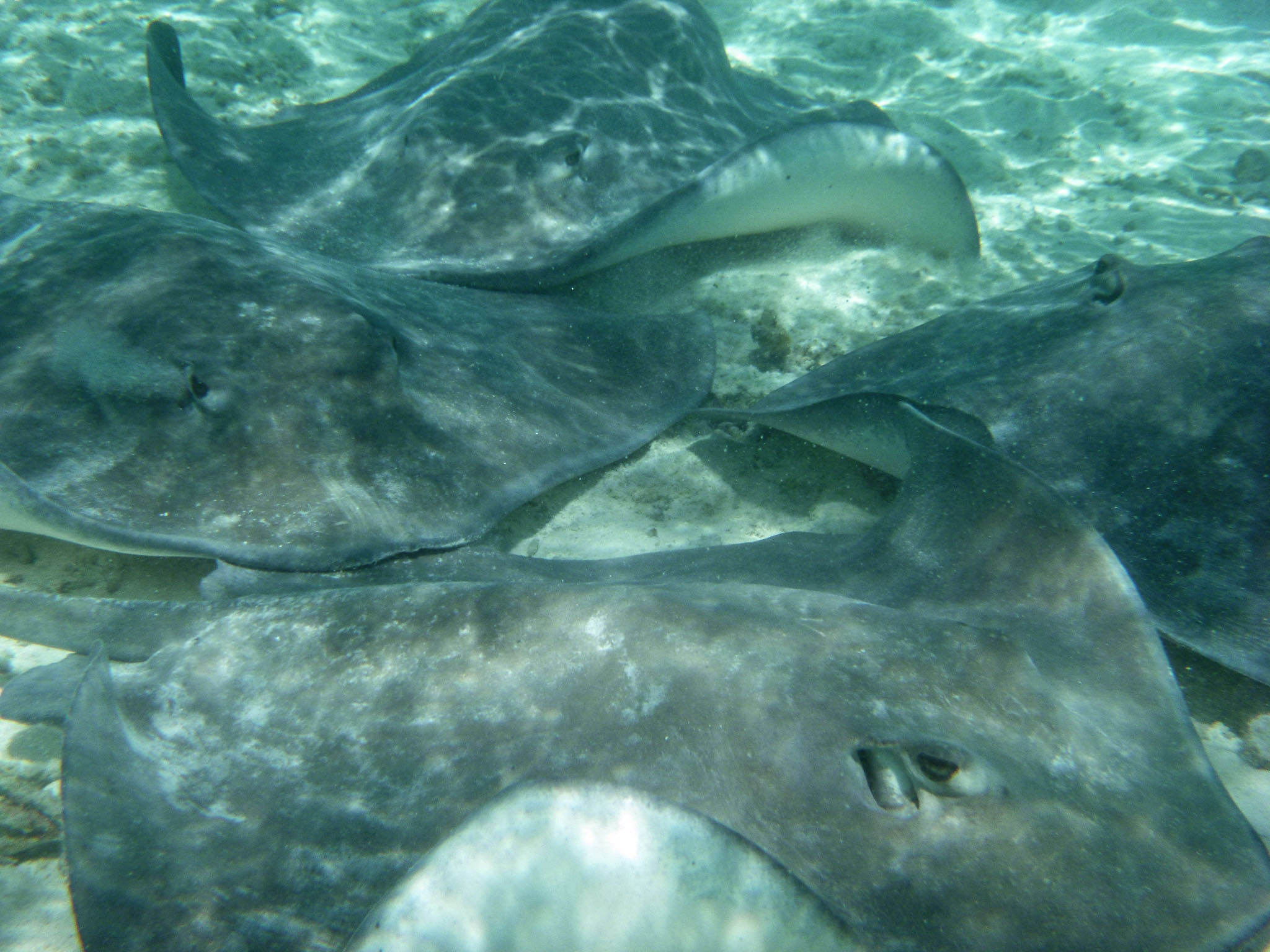Stingrays crowding us while snorkeling with them in Bora Bora