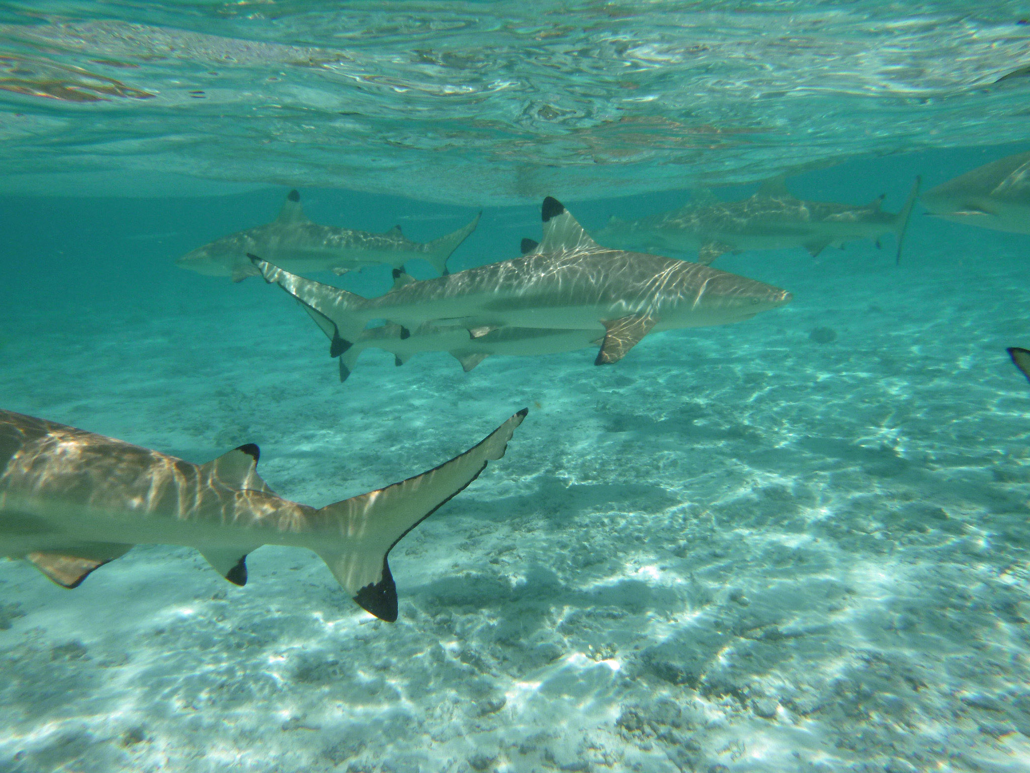 Black tip reef sharks in Bora Bora