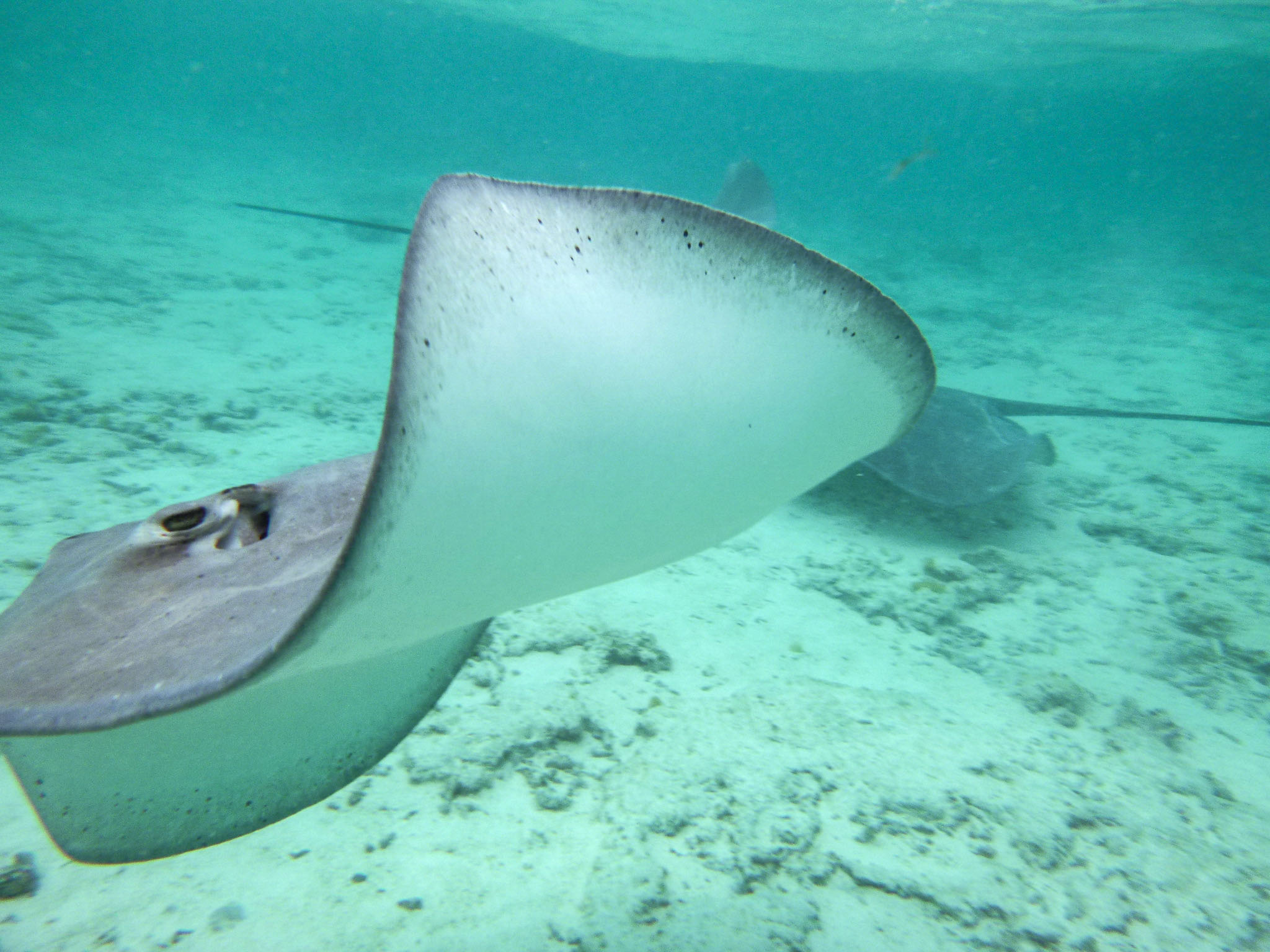 A stringray swimming towards us