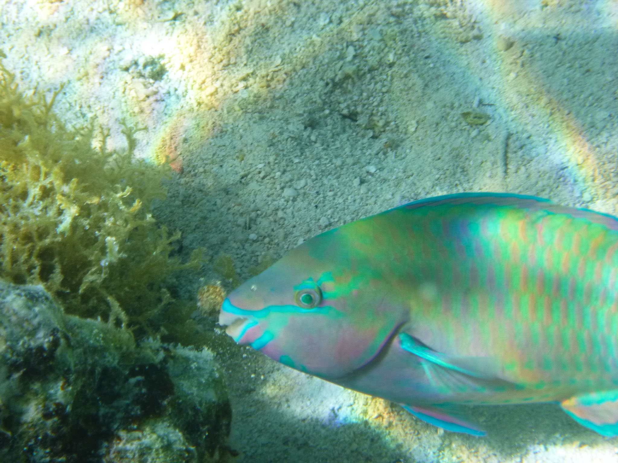 A parrotfish seen while snorkeling in Moorea