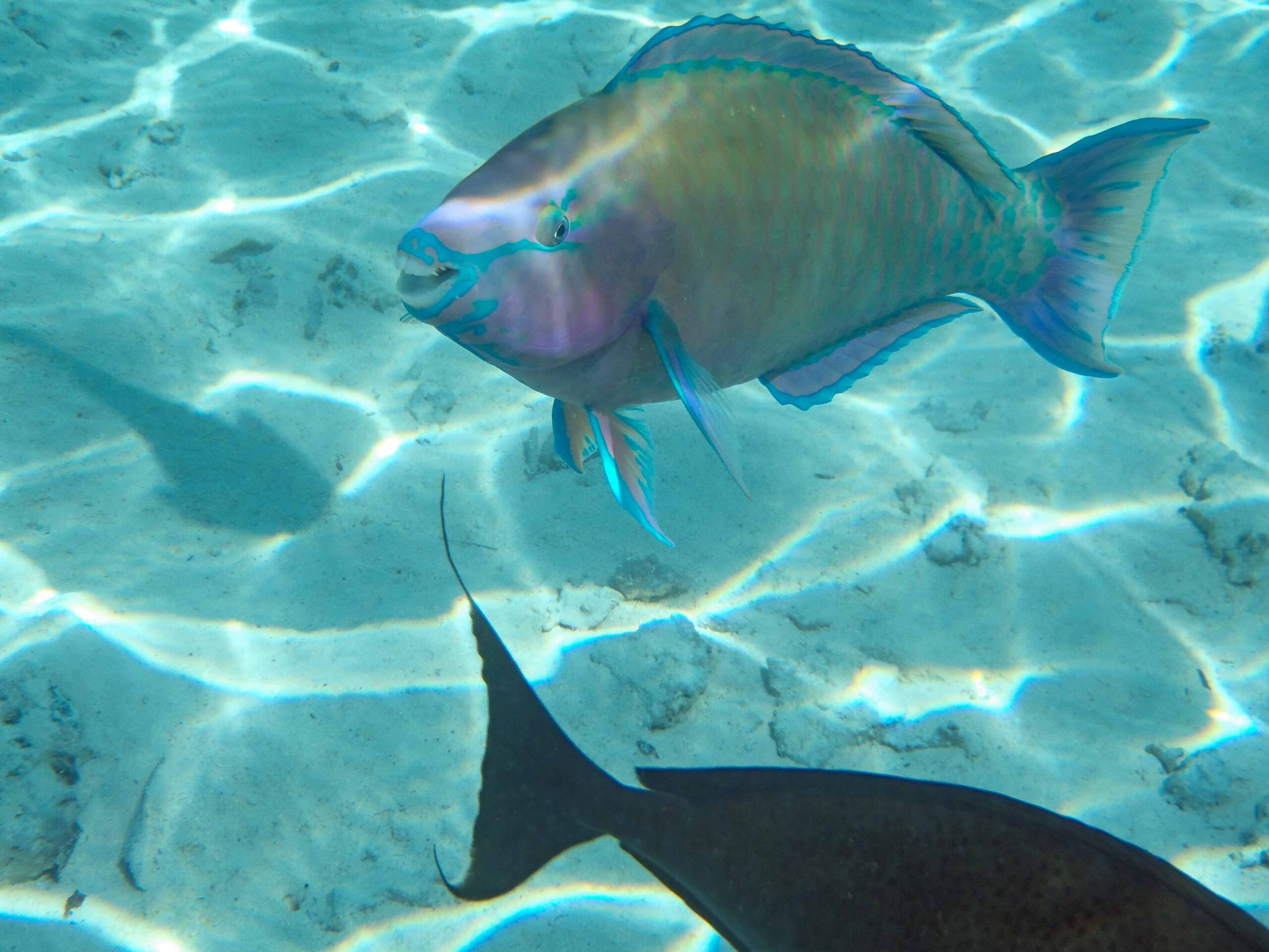 A parrotfish seen while snorkeling in the lagoon at Westin Bora Bora