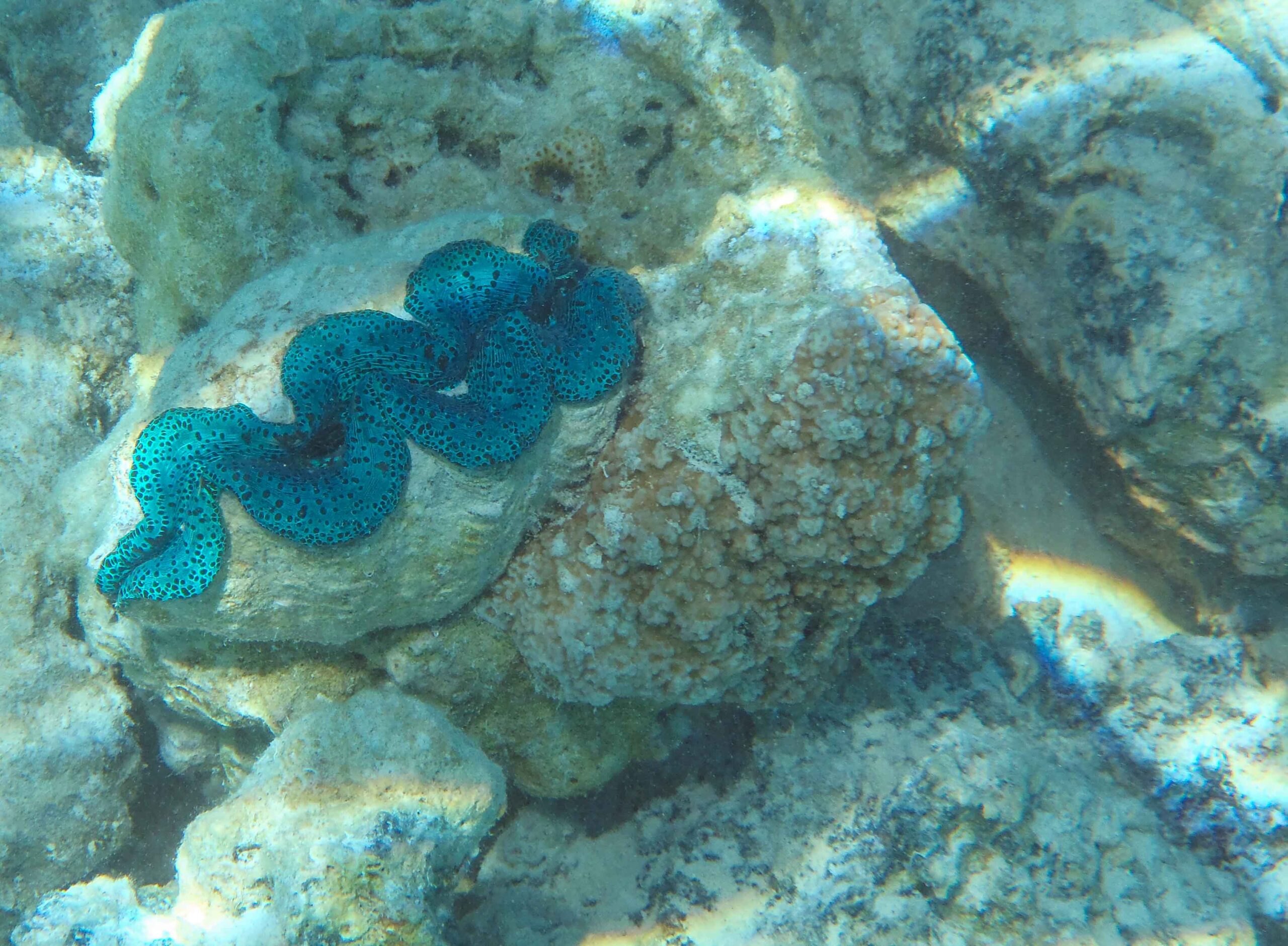 Giant clam seen while snorkeling in Bora Bora at Le Meridien