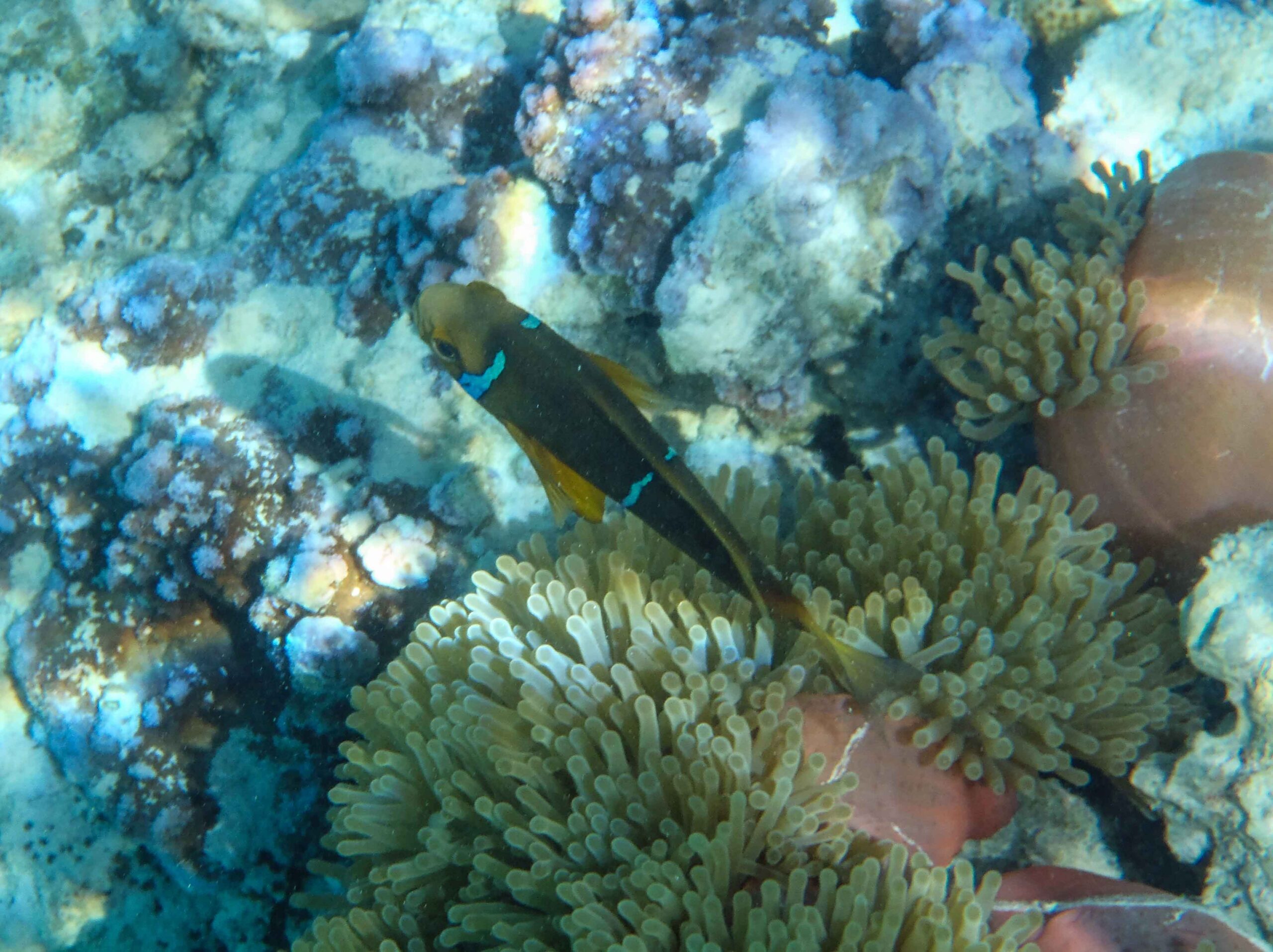A clownfish seen while snorkeling at Le Meridien Bora Bora