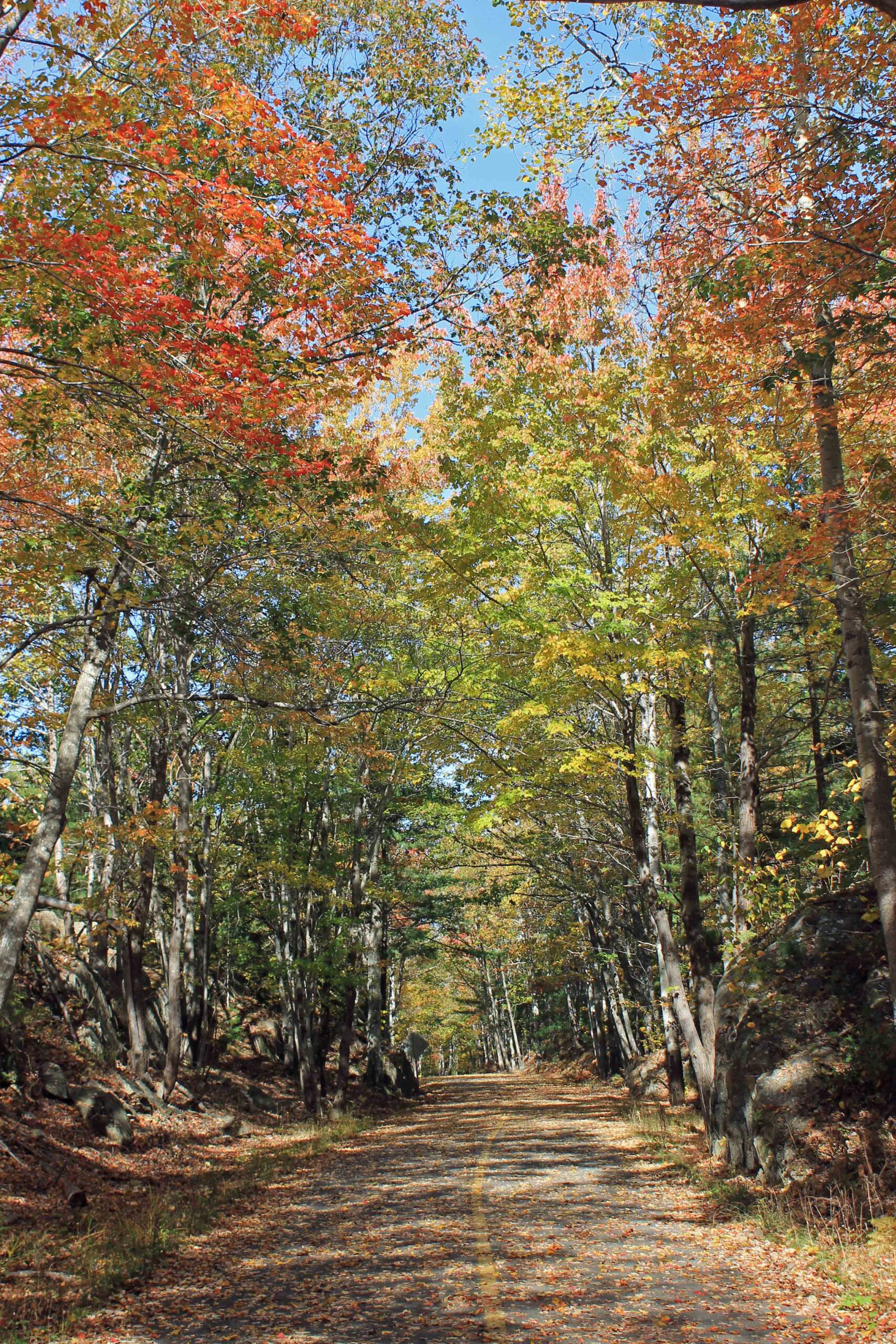 Fall color on Acadia's carriage roads