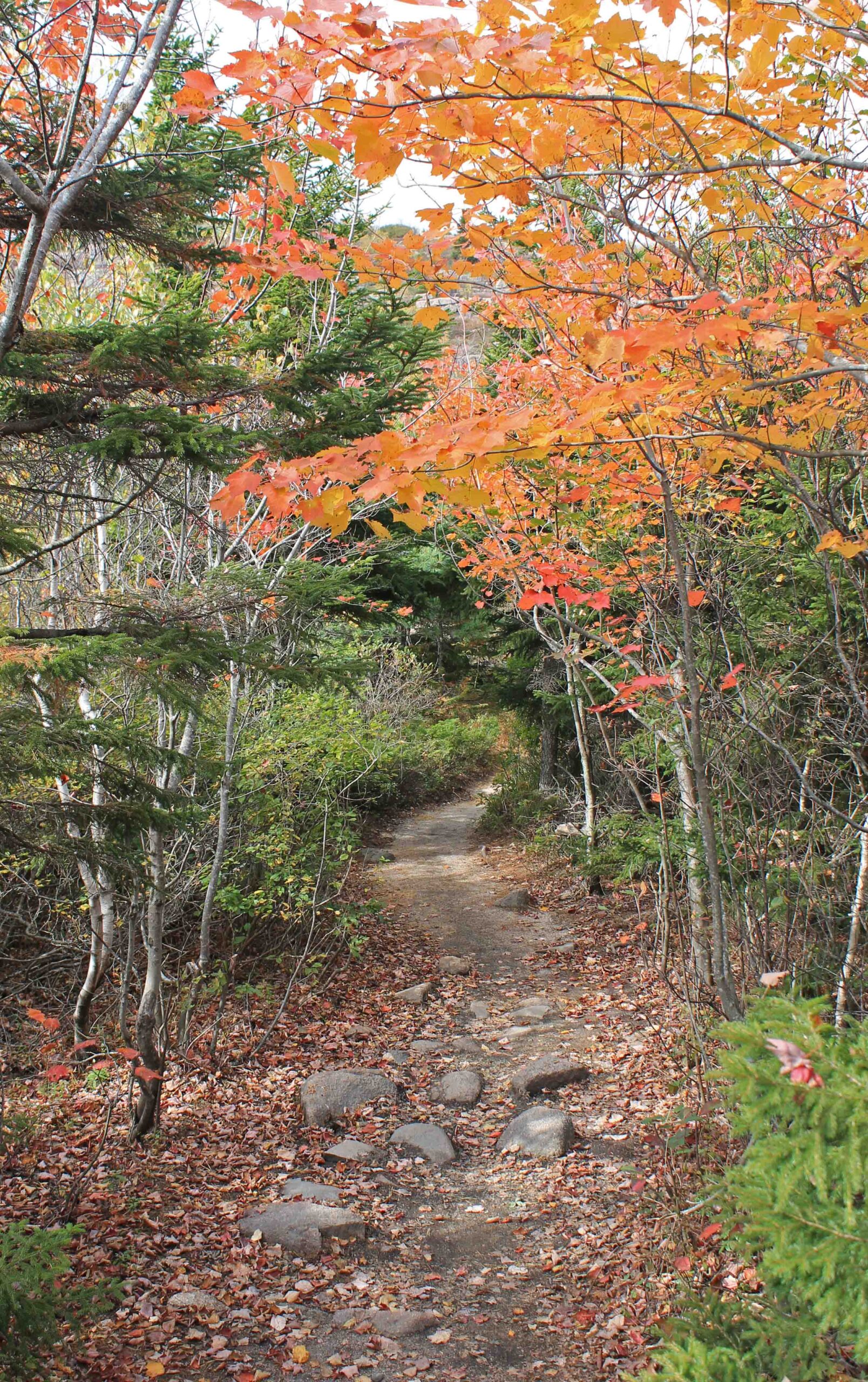 The North Ridge Trail up Cadillac Mountain