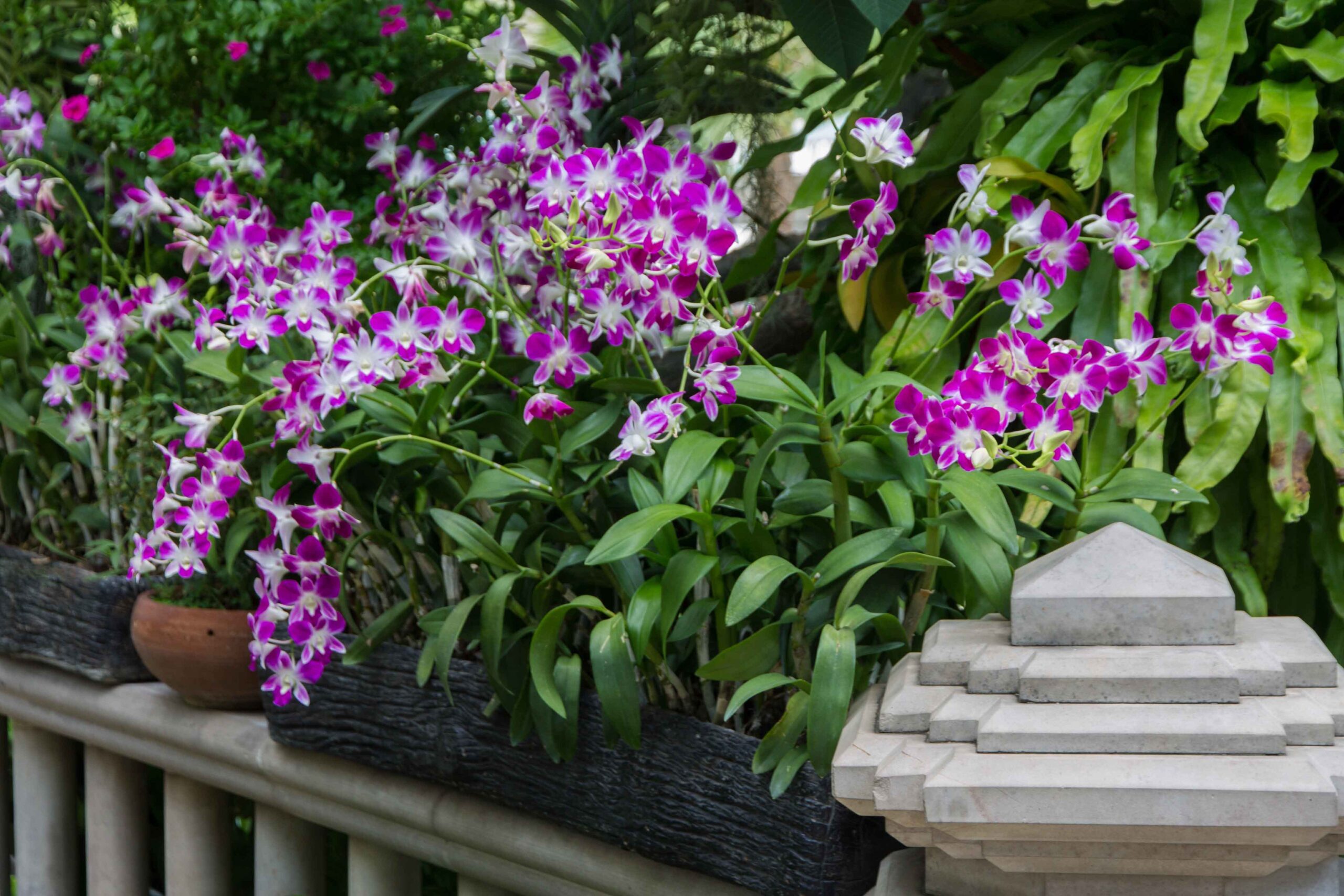 Beautiful orchids are everywhere at The Peninsula Bangkok