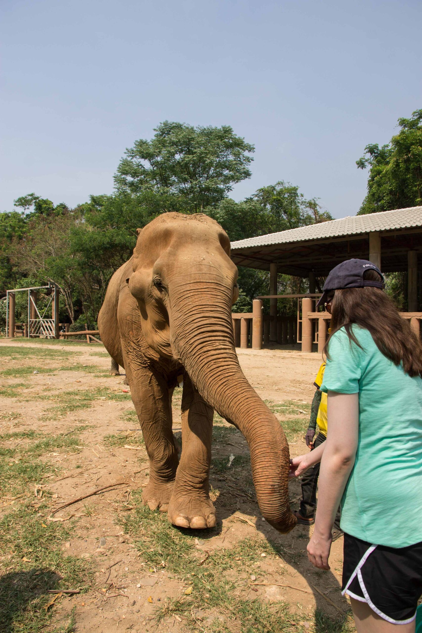 Feeding an elephant named Saza at Elephant Nature Park