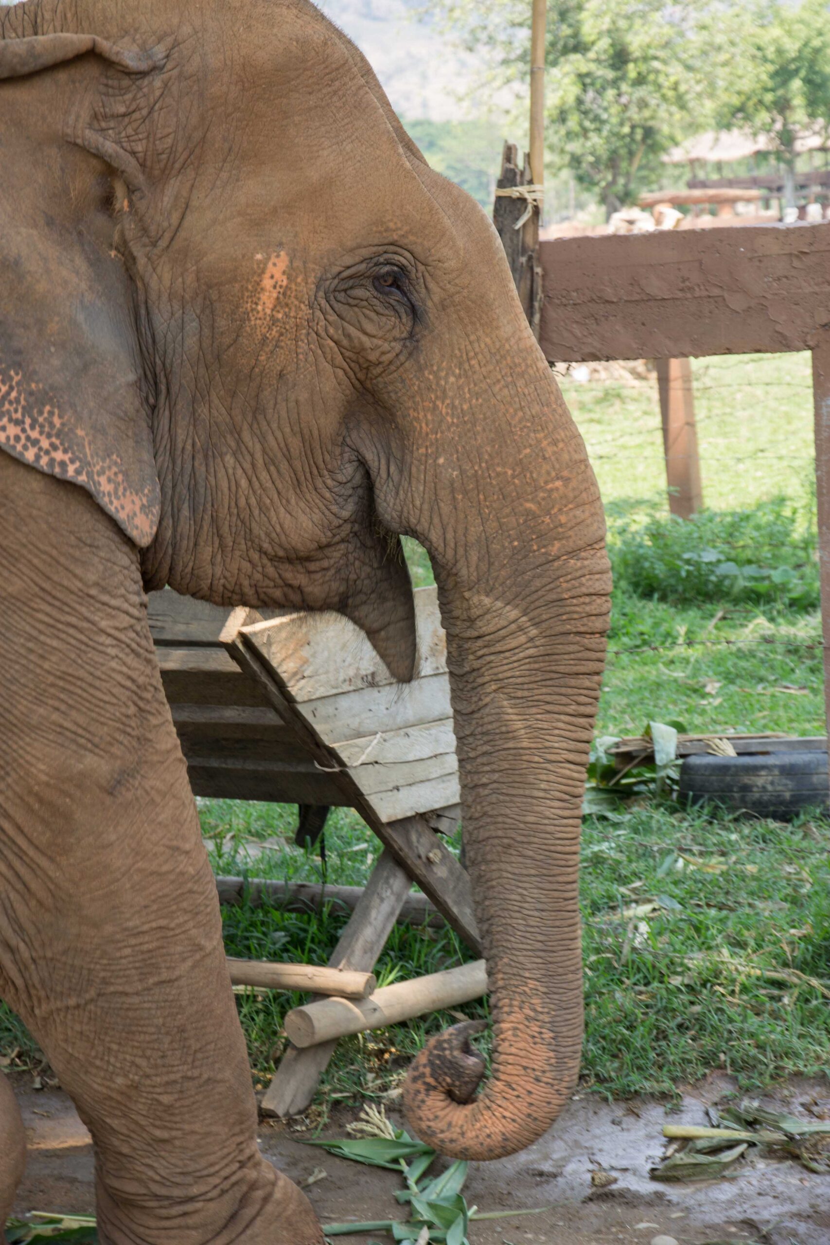 Kabu, my favorite elephant at Elephant Nature Park