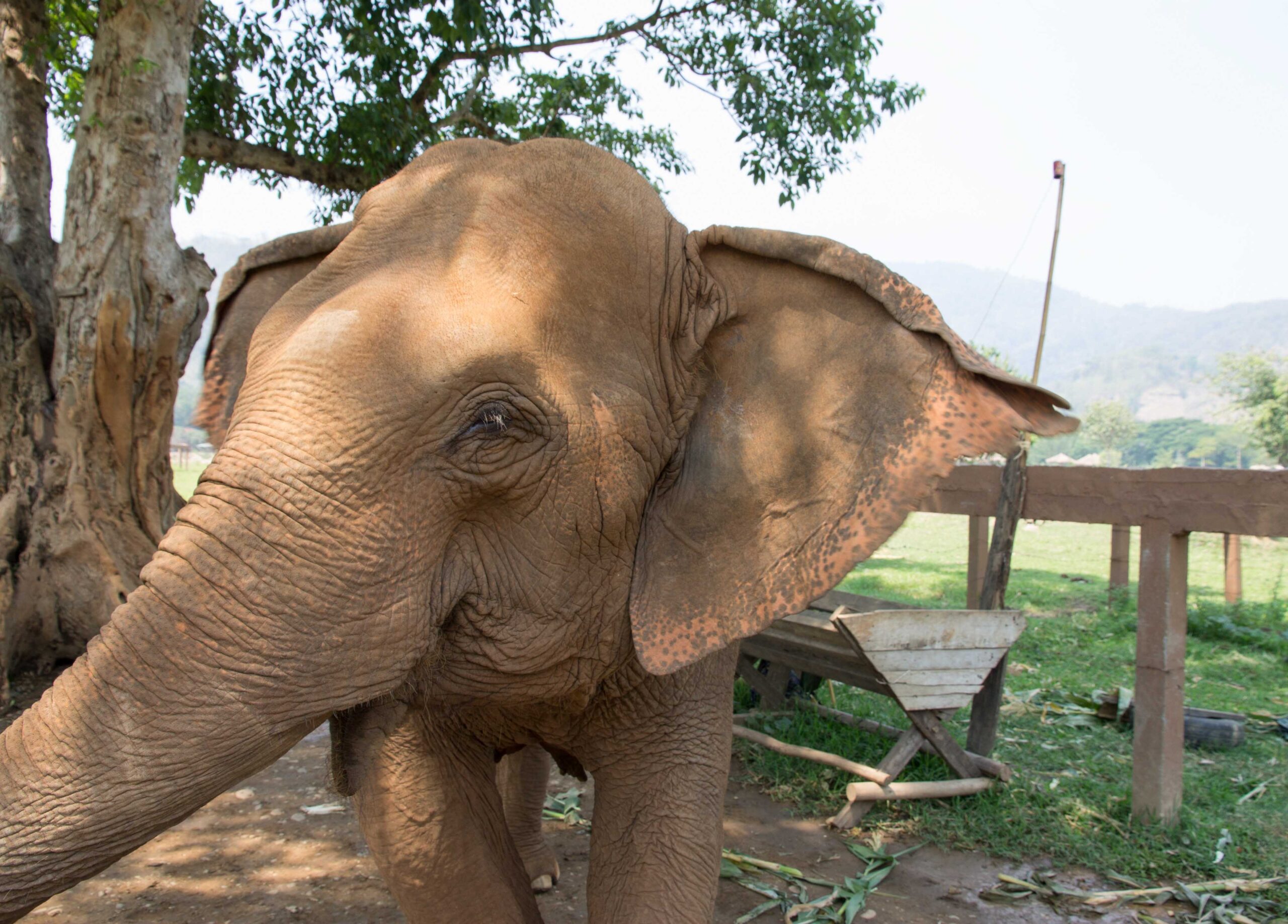 Kabu, my favorite elephant at Elephant Nature Park