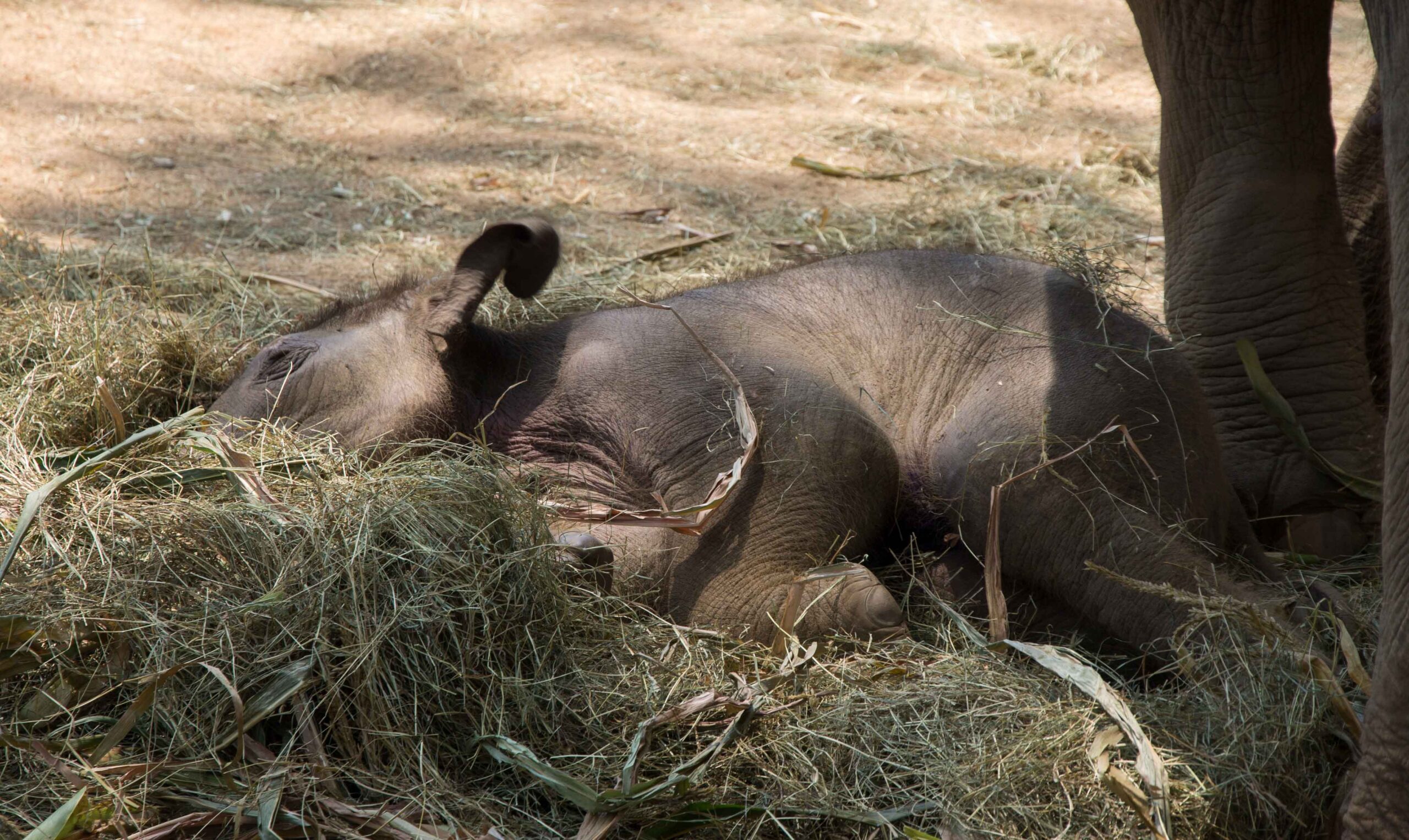 Newborn baby elephant Dok Rak catching a snooze at Elephant Nature Park