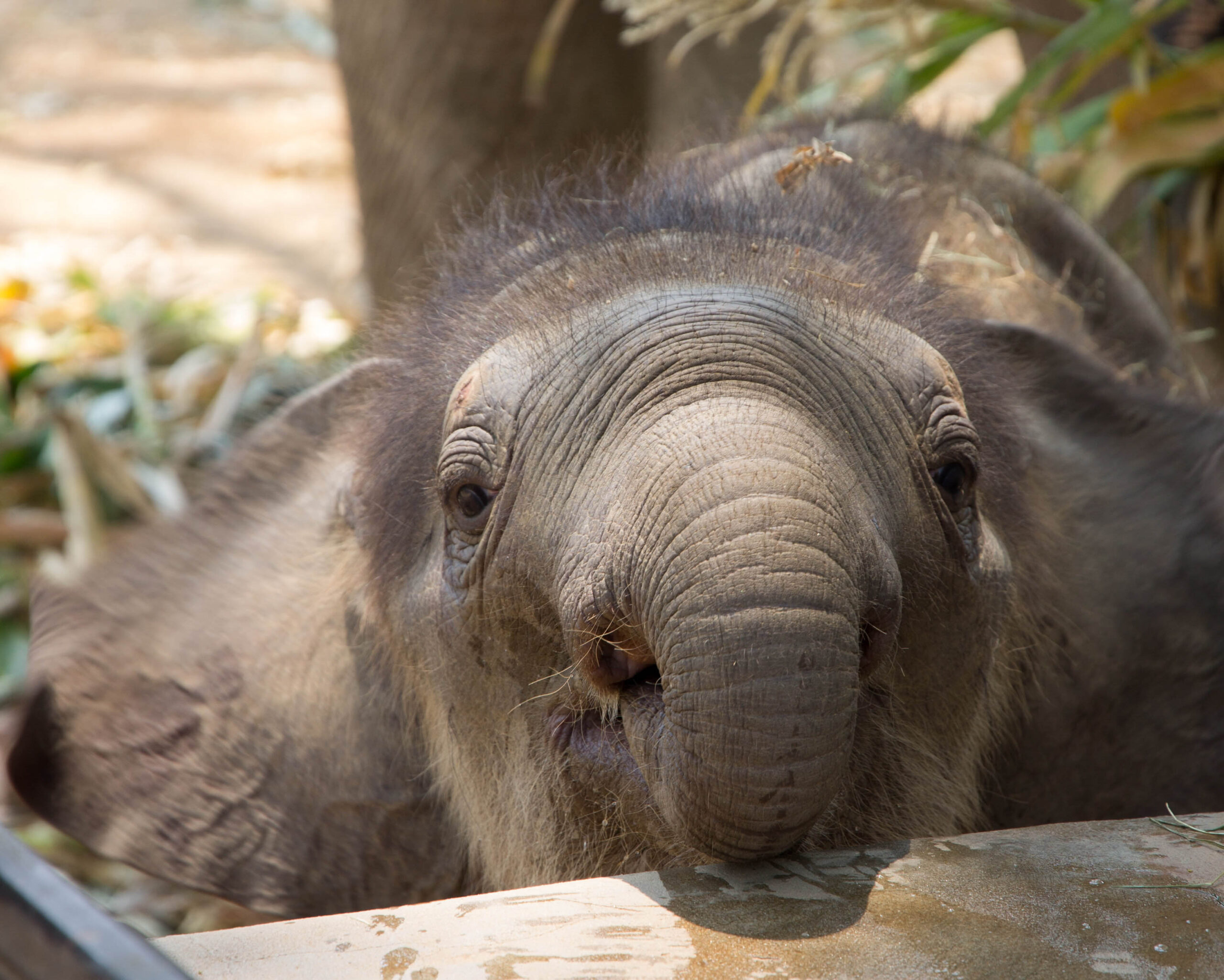Newborn baby elephant Dok Rak learning to use his trunk