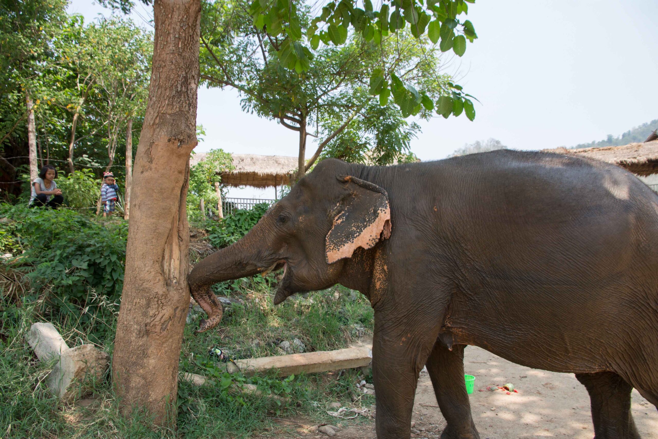 Elephant scratching her trunk on a tree after bath time