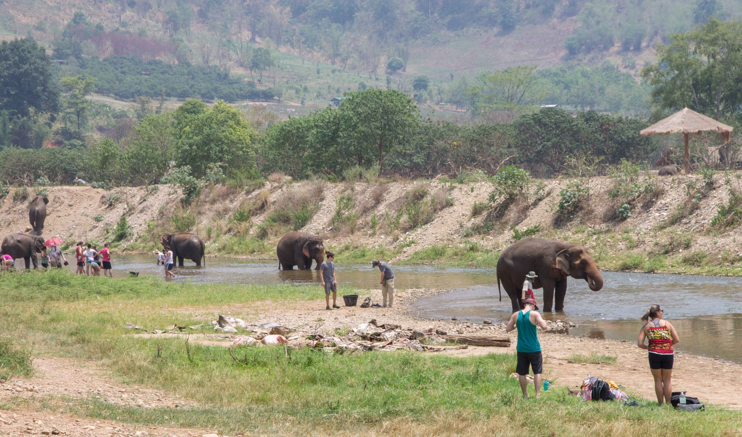 Elephants bathing in the river at Elephant Nature Park