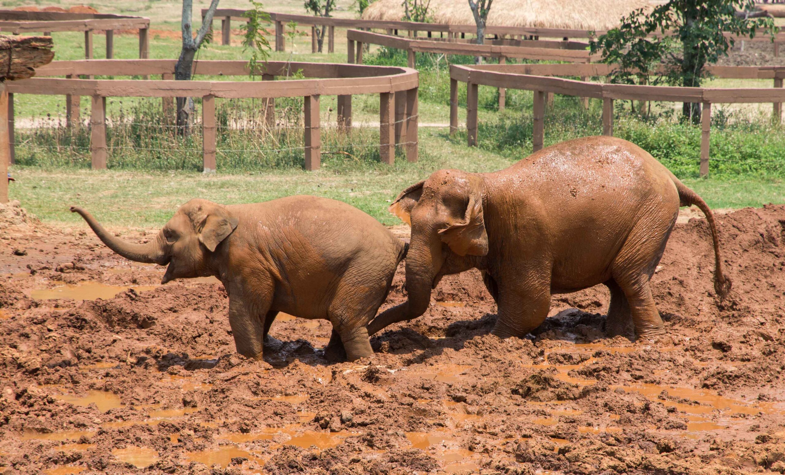 Young elephants playing in the mud at Elephant Nature Park