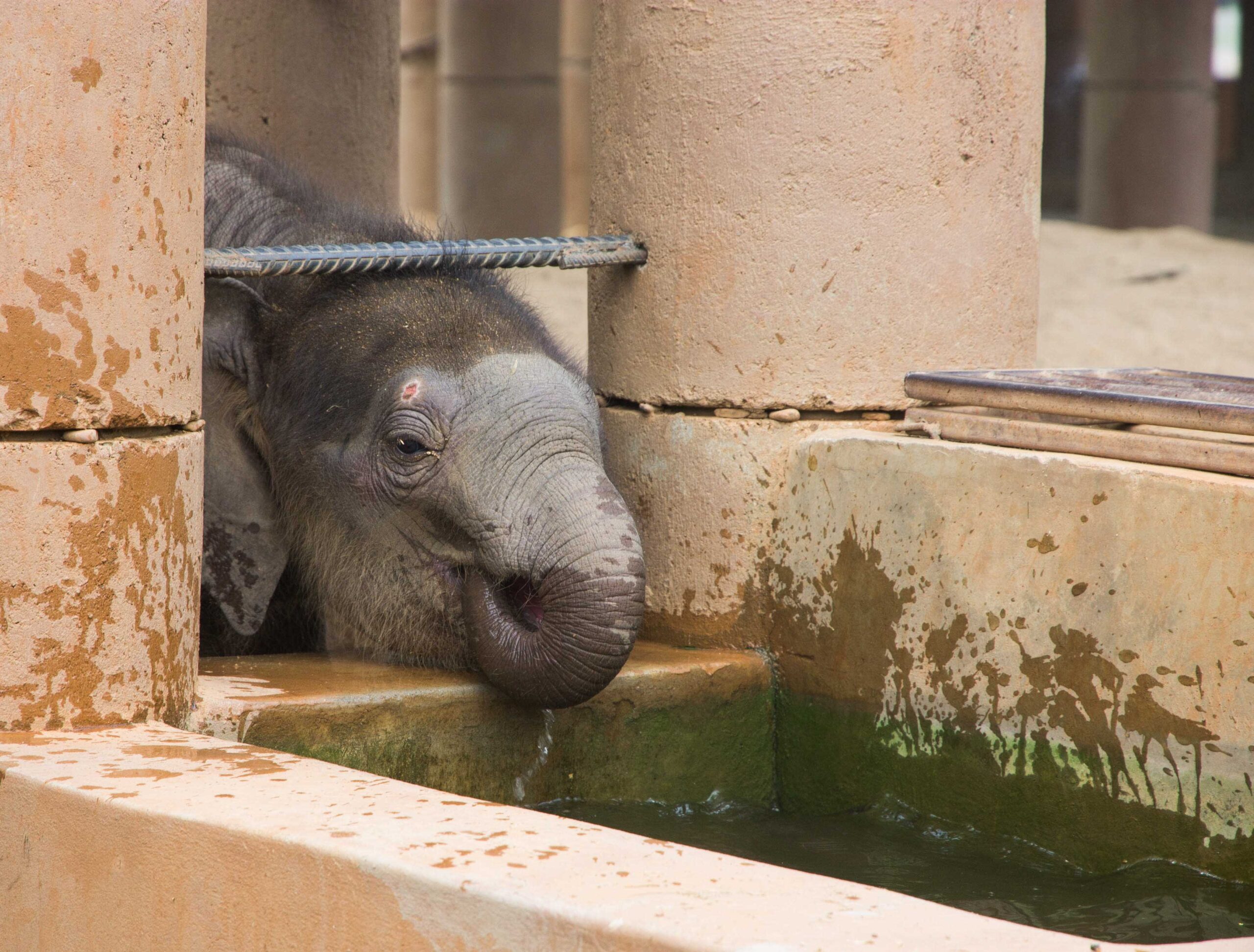 Baby elephant Dok Rak learning how to drink water with his trunk