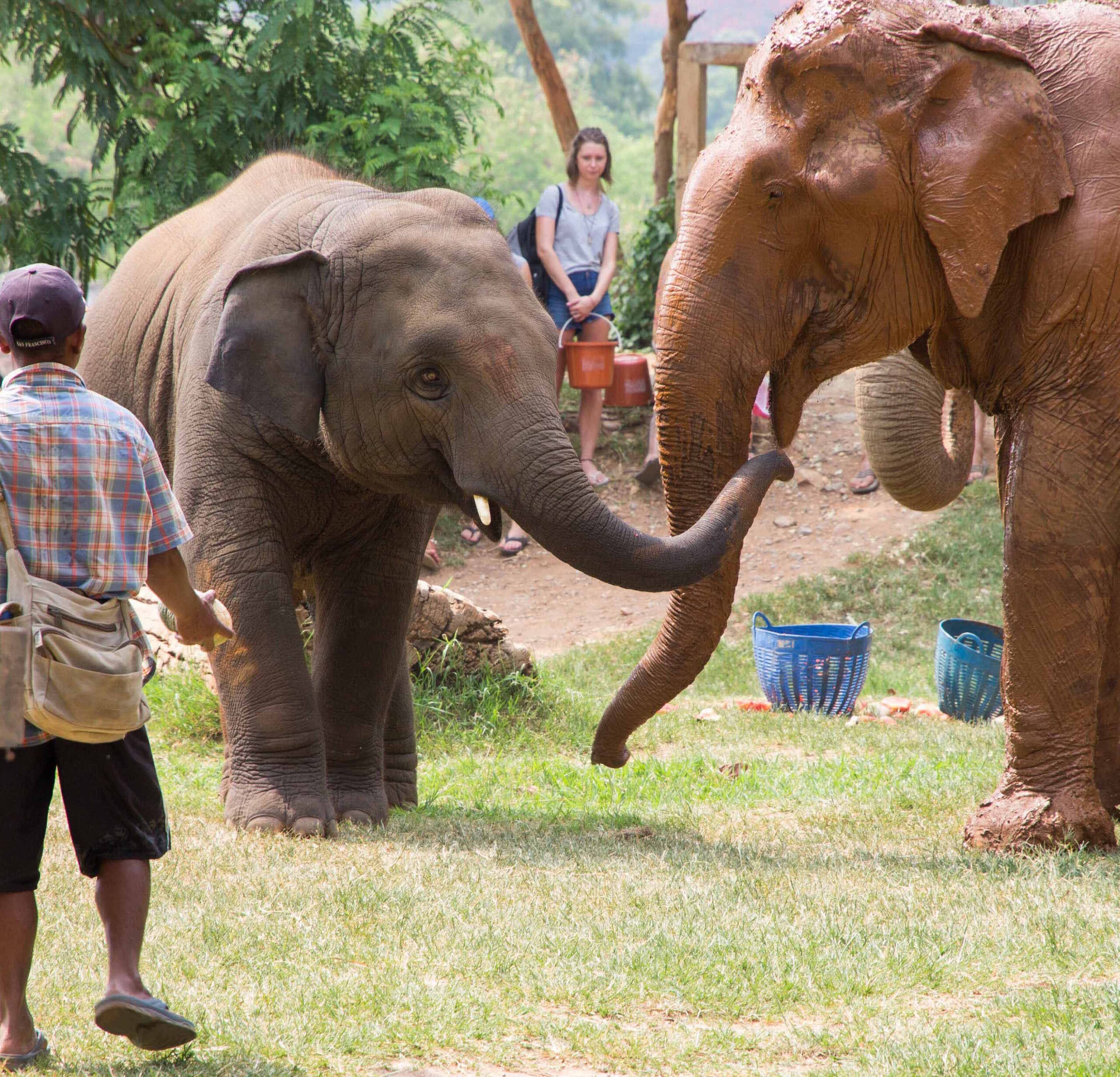 Elephants greeting each other at Elephant Nature Park