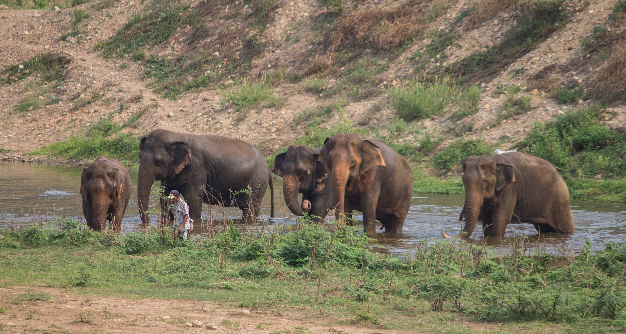 Elephants in the river around dusk