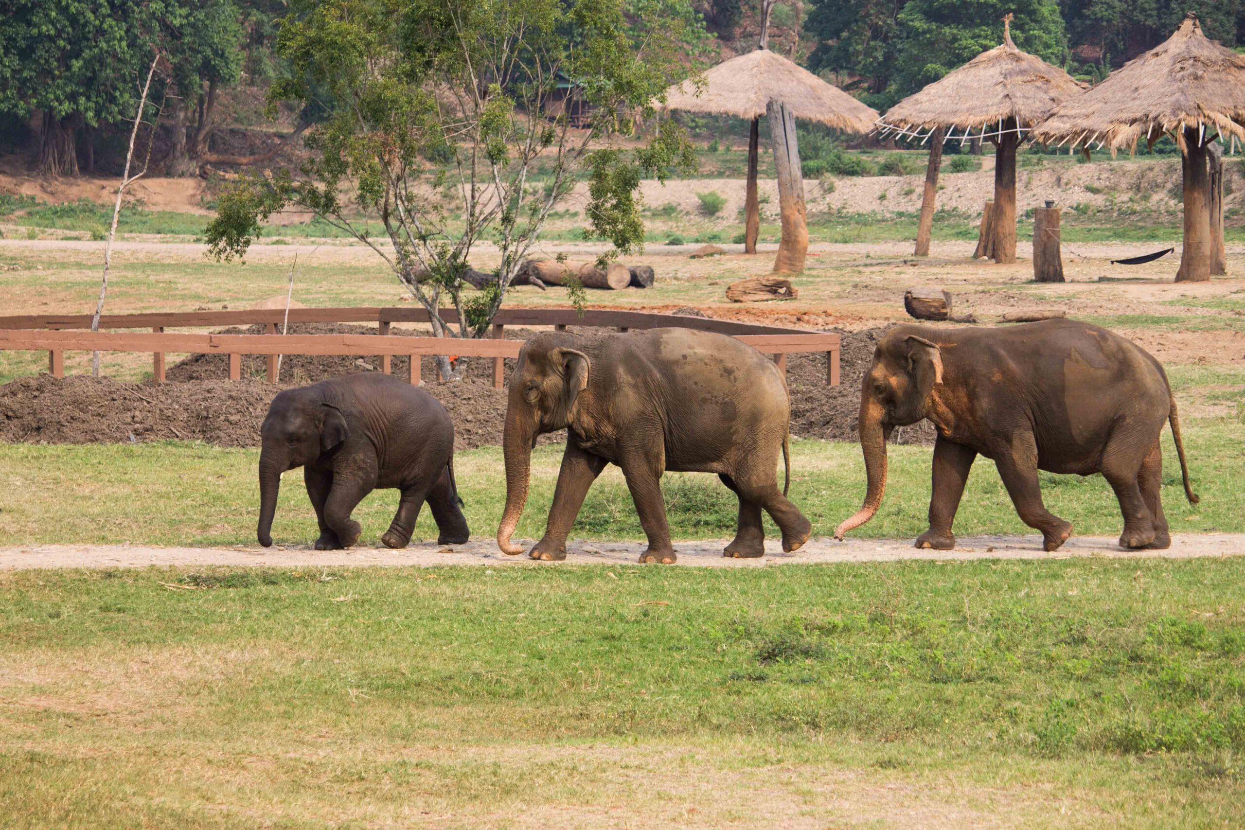 Elephants wandering around the park in early evening, after the day trippers have gone home