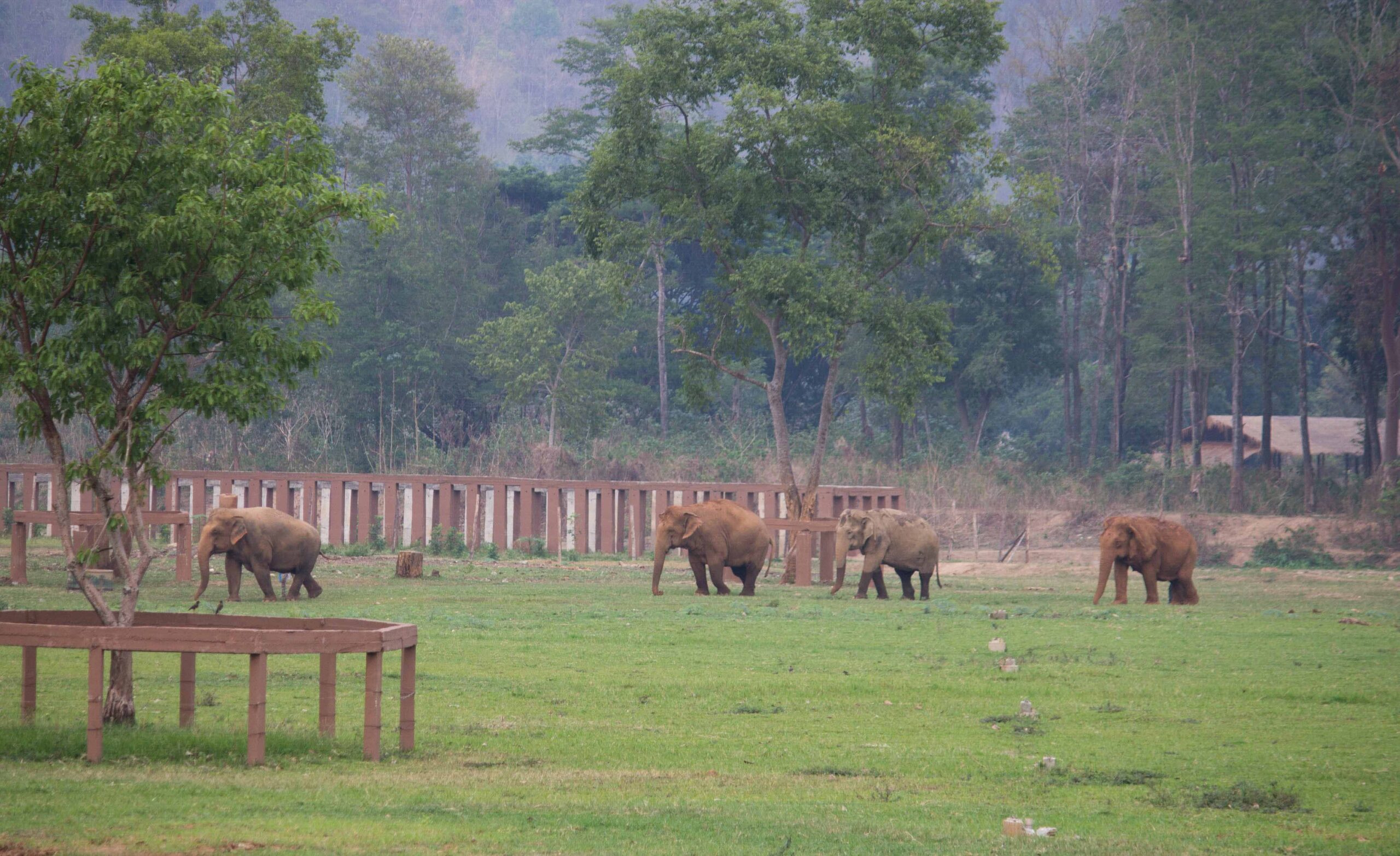Elephants in the early evening at Elephant Nature Park, when the day visitors have gone home and elephants outnumber humans