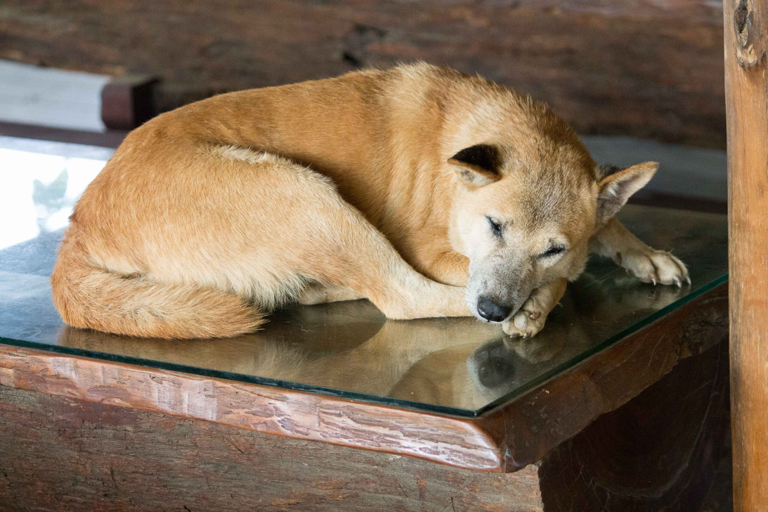 One of many dogs at Elephant Nature Park, who joined us overnight in our cabin