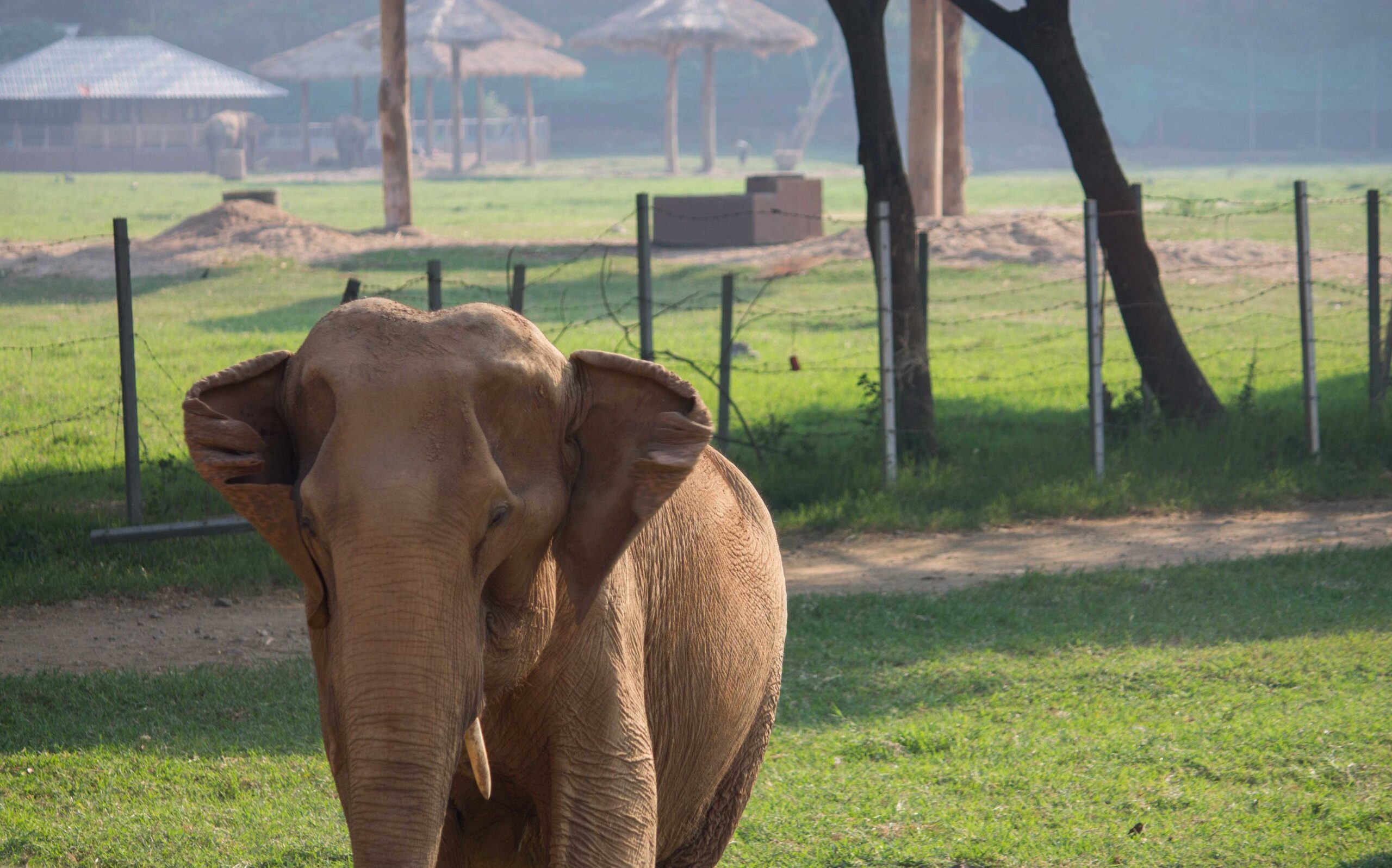 Elephant approaching the view platforms for food at Elephant Nature Park