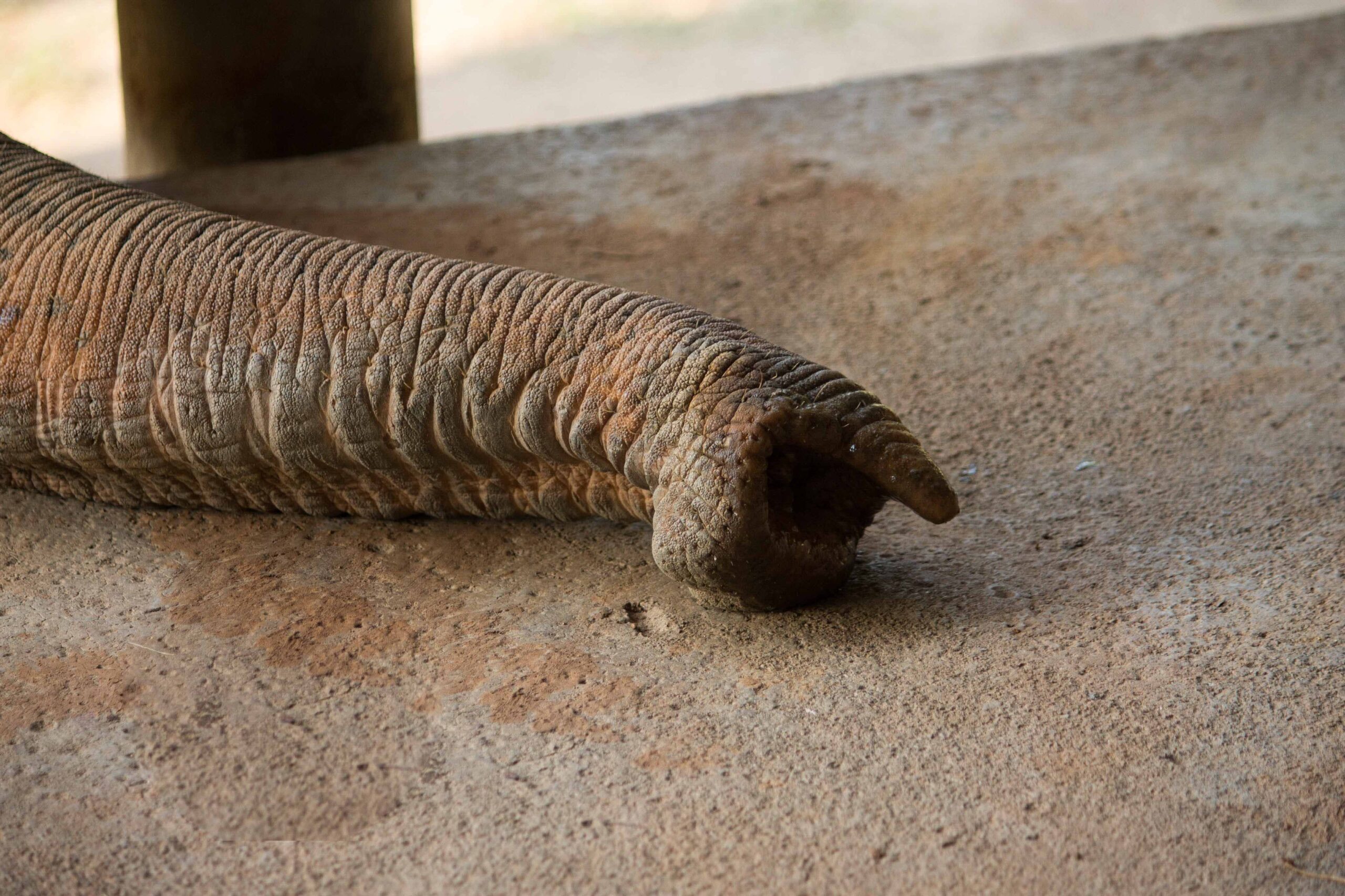 A close-up of an elephant's trunk - so dexterous it can pick up a single grain of rice