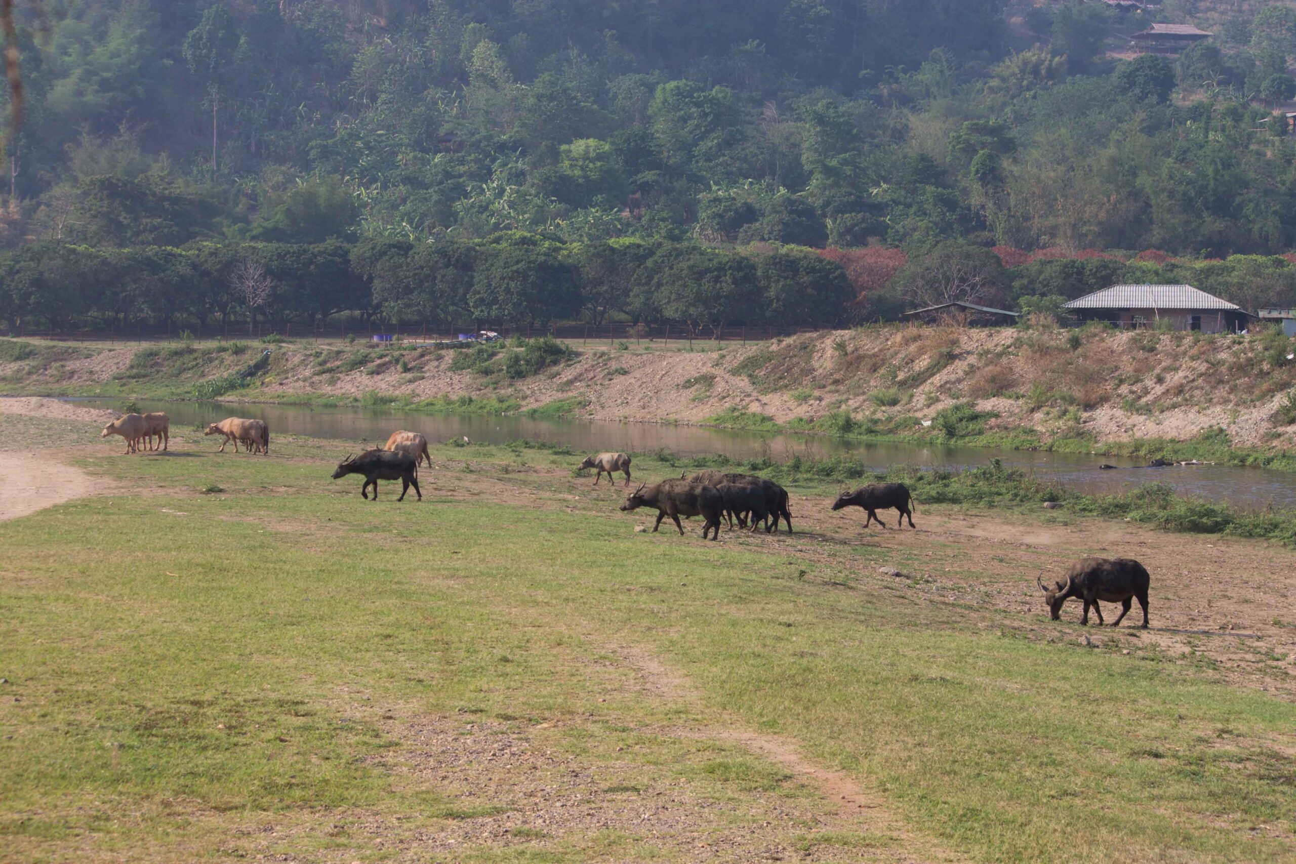Water buffalo at Elephant Nature Park