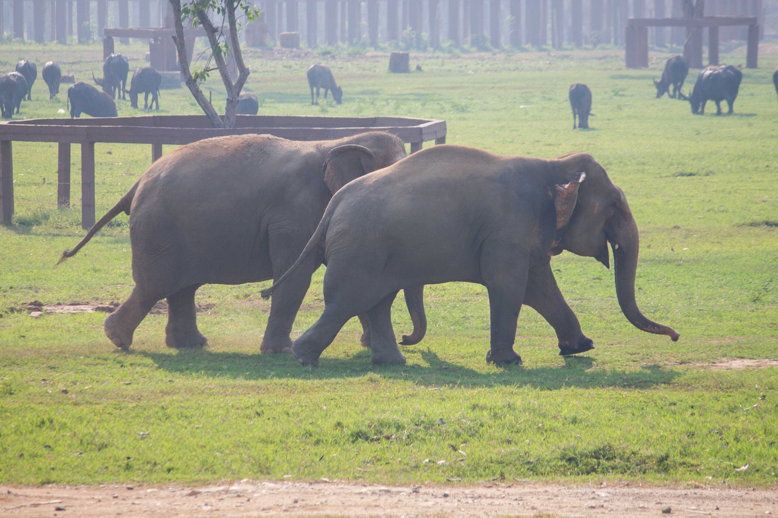 Watching elephants from viewing platforms at breakfast 