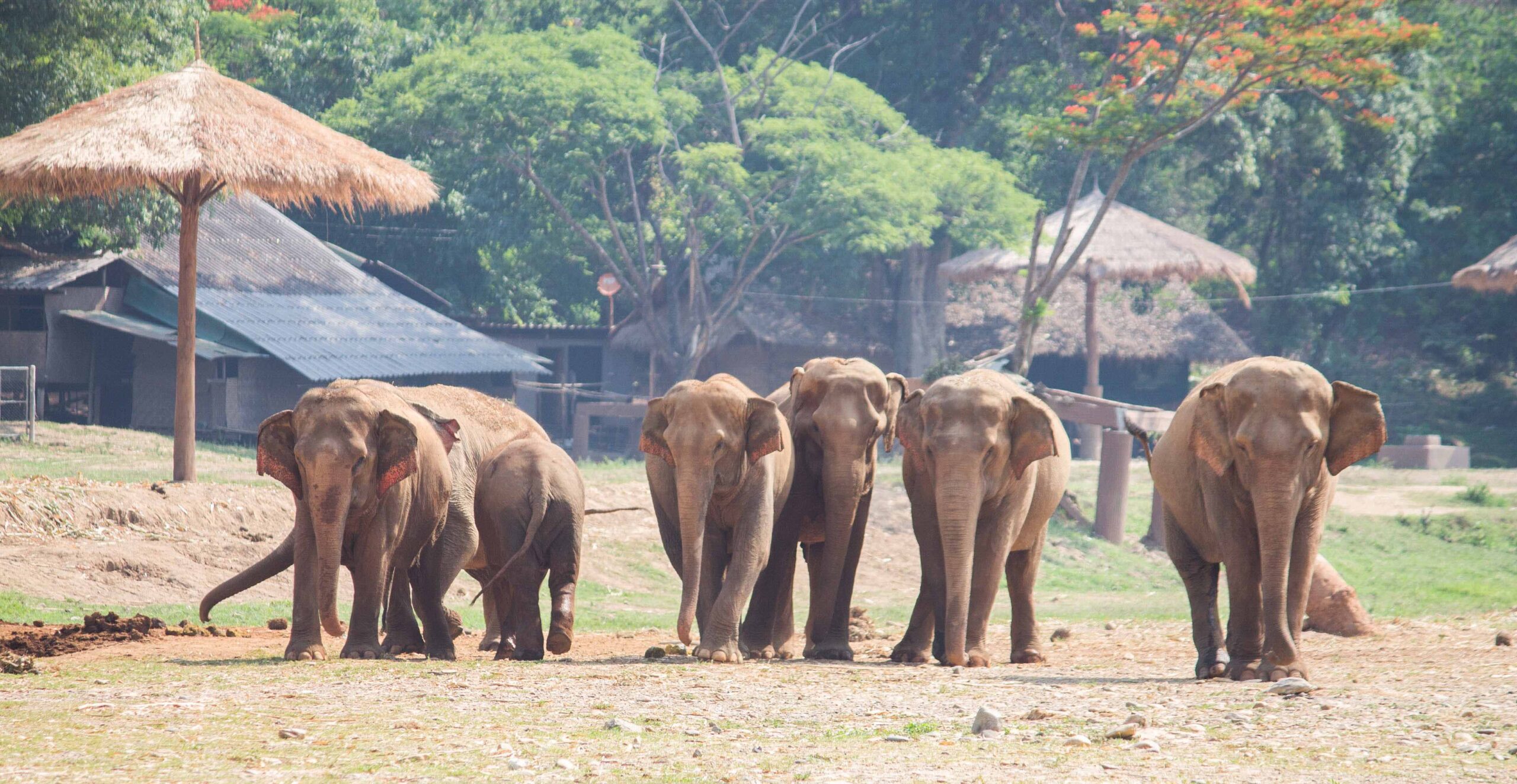 Larger family groups that hang out near the edges of the park